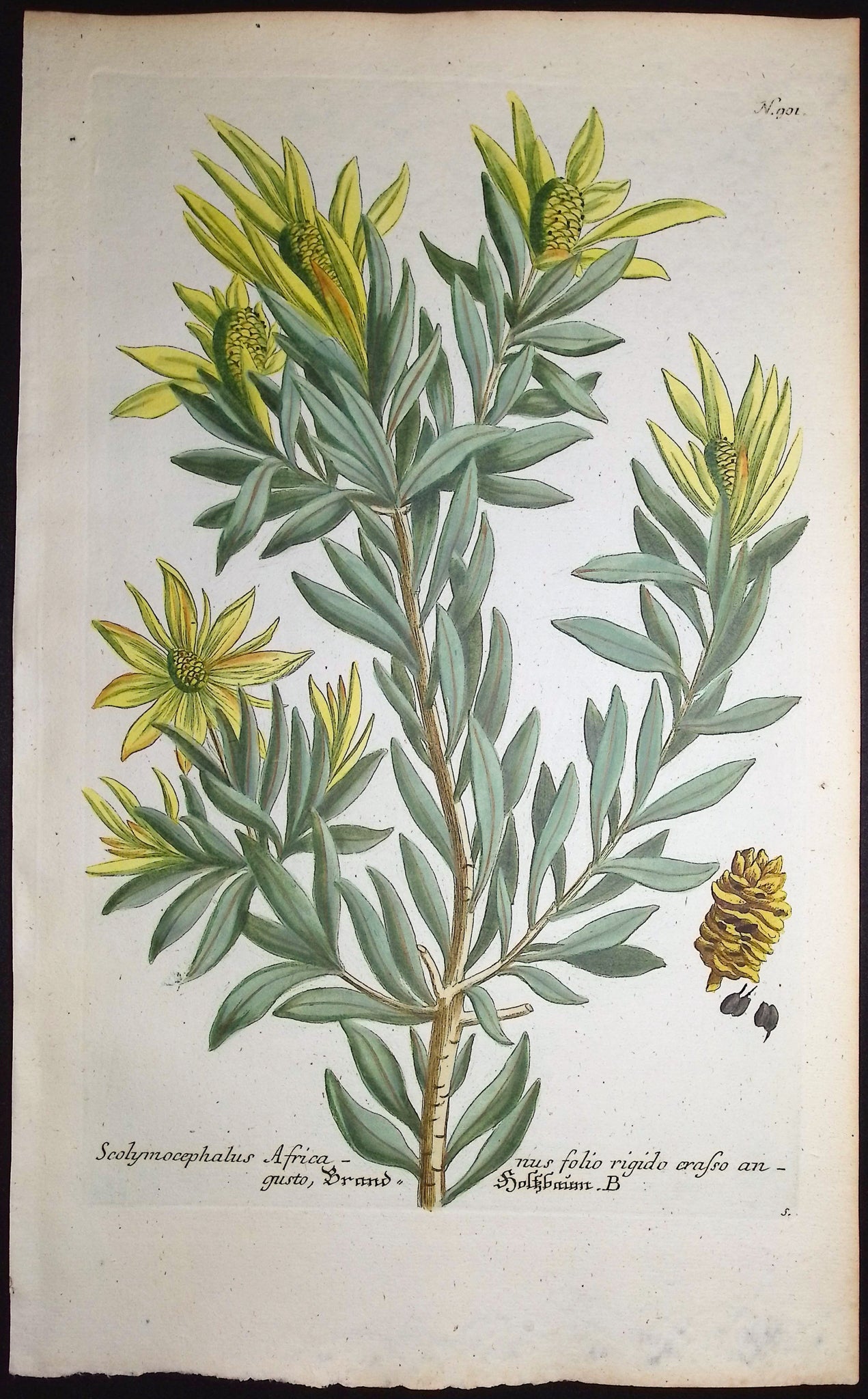 Scolymocephalus