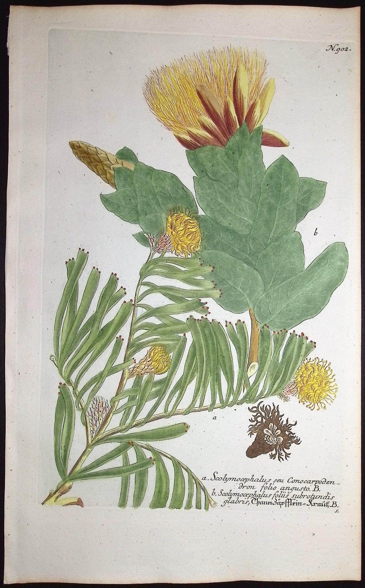 Scolymocephalus