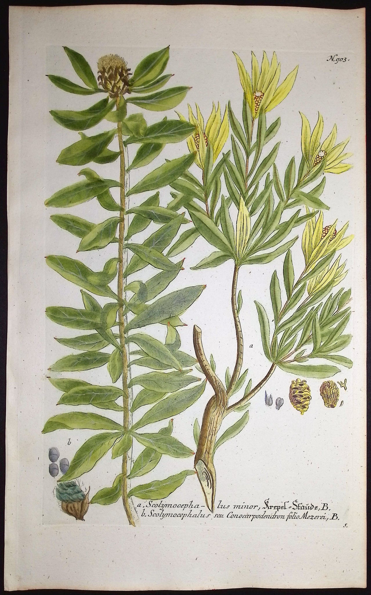 Scolymocephalus