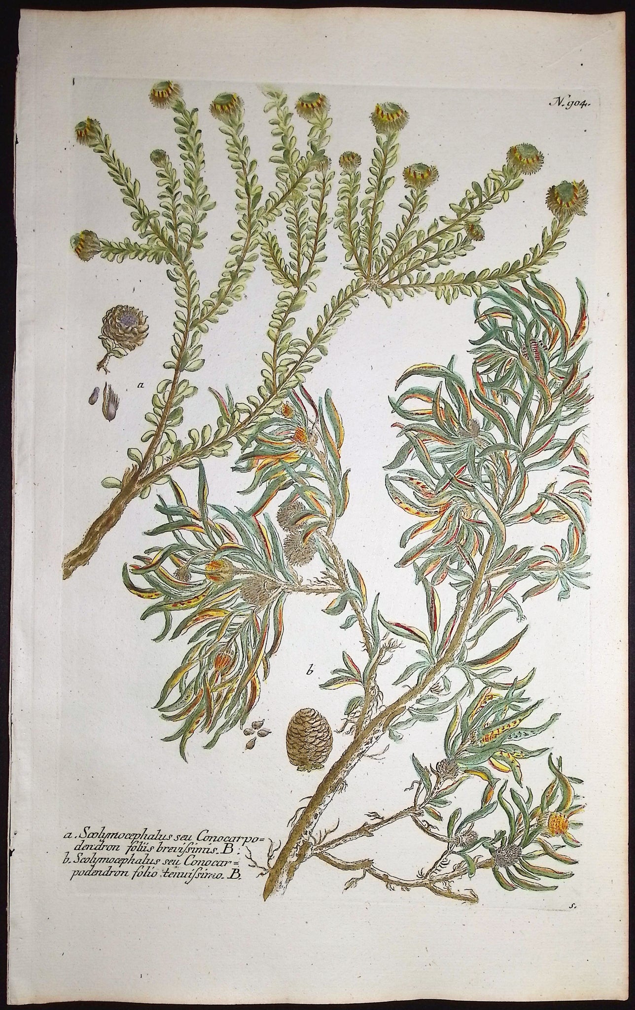 Scolymocephalus