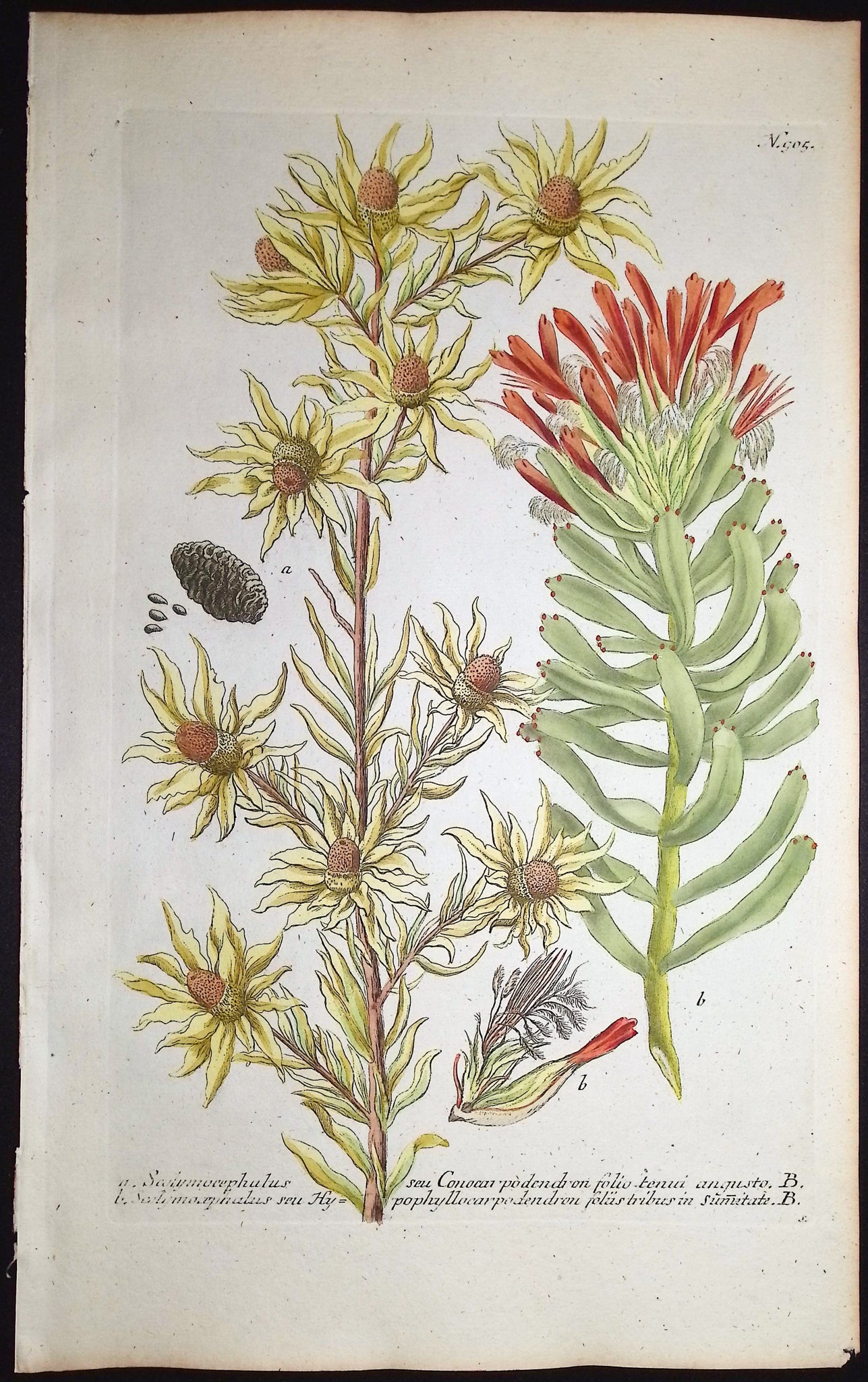 Scolymocephalus