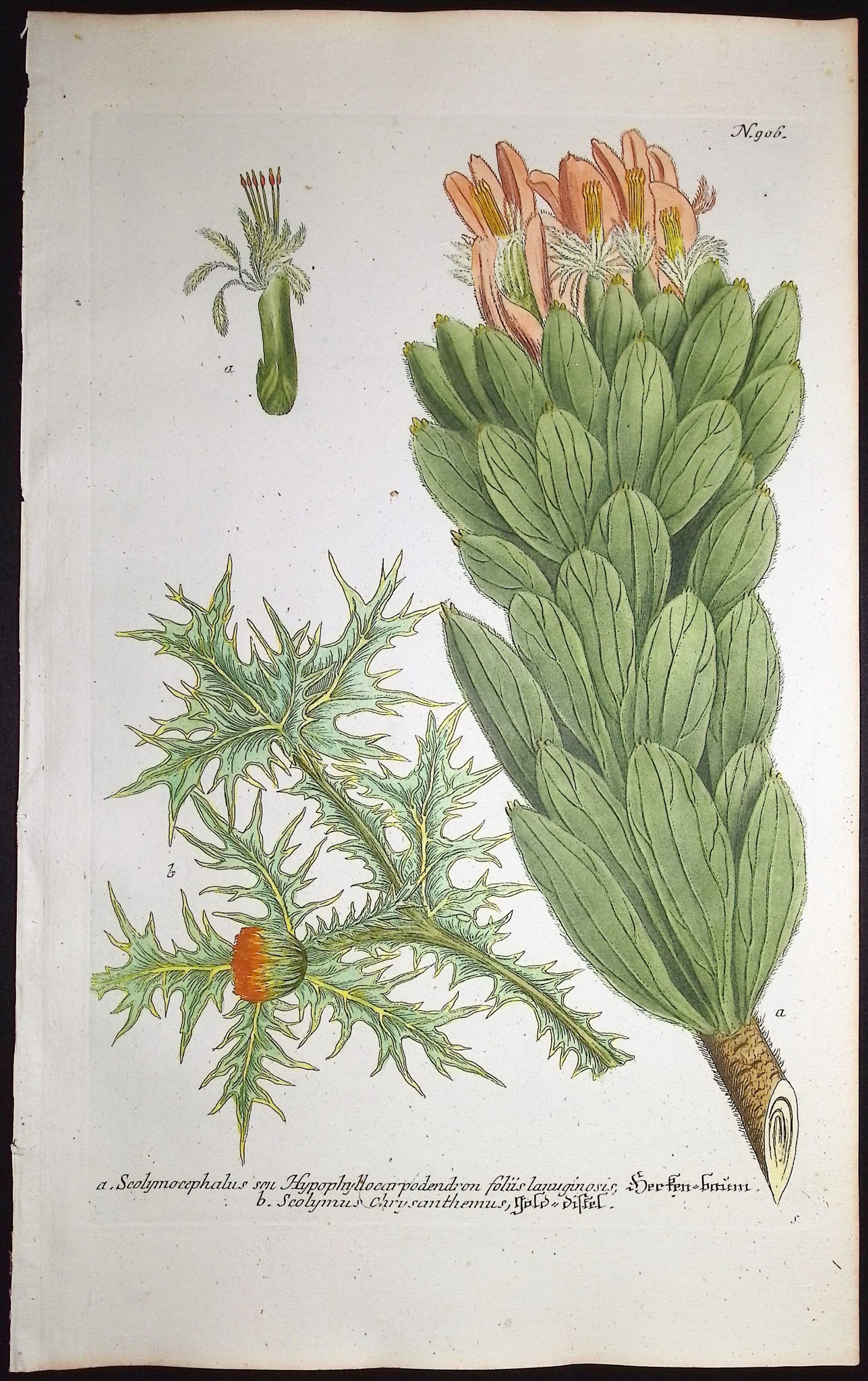 Scolymocephalus