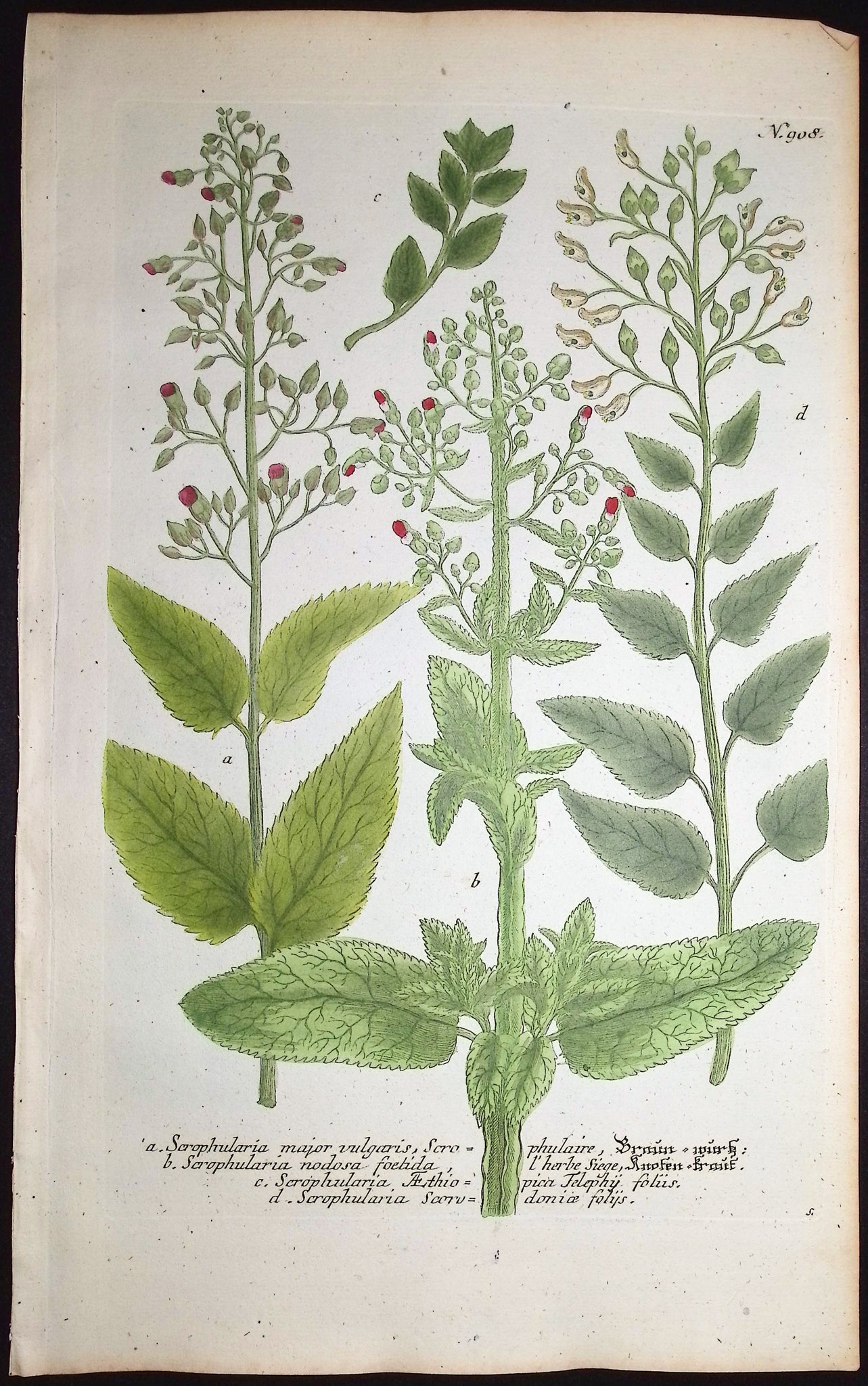 Scrophularia