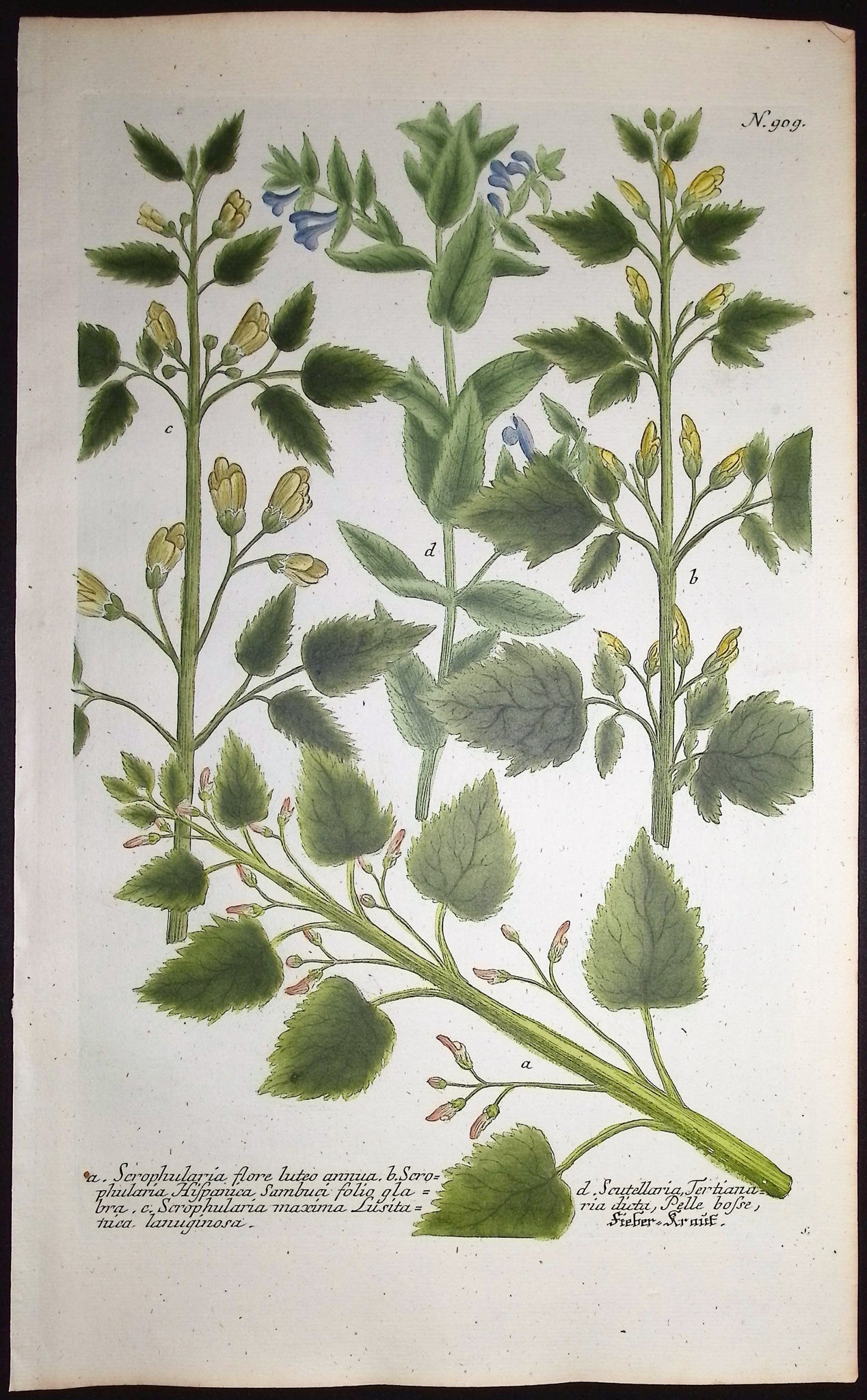 Scrophularia, Scutellaria