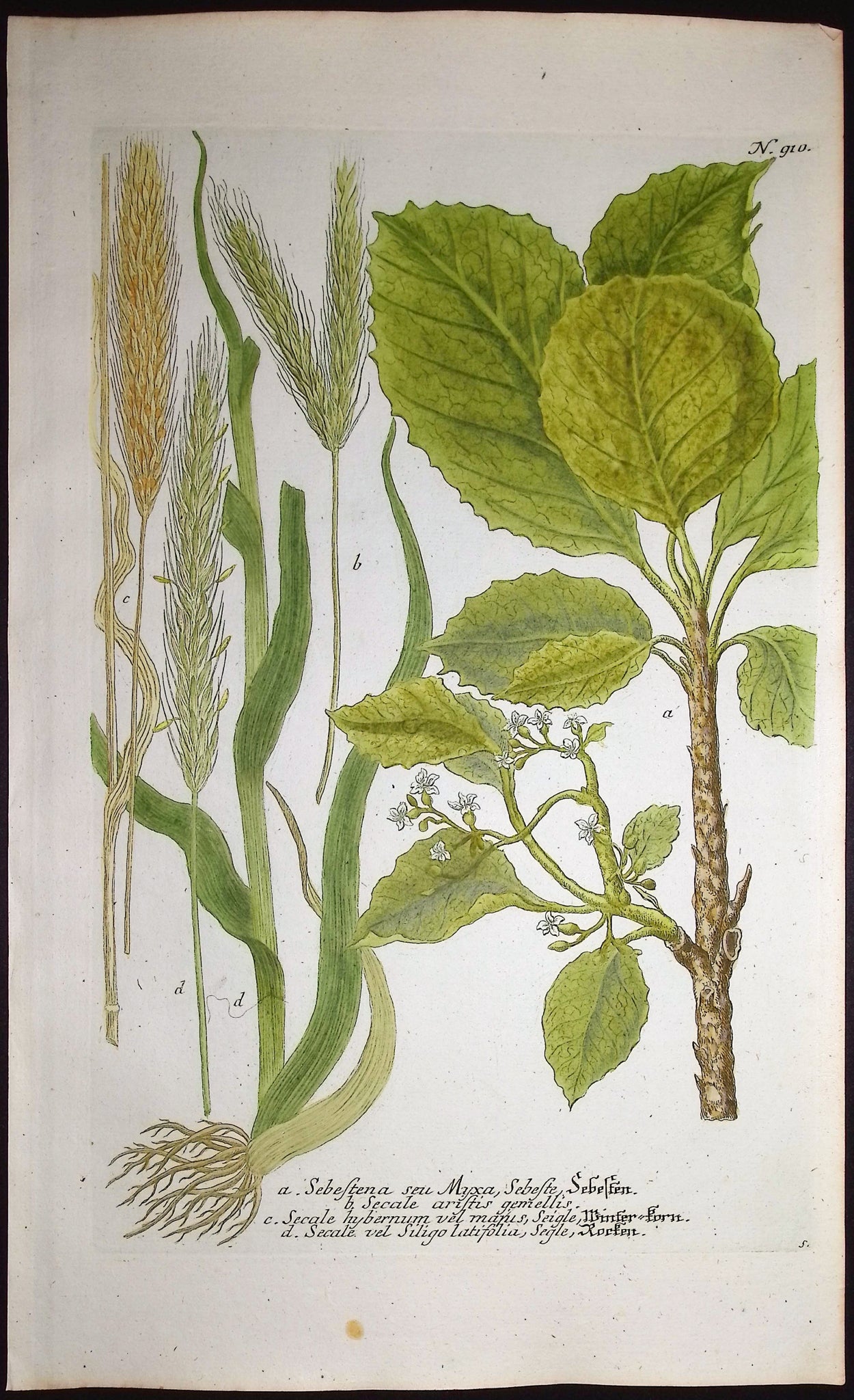 Sebestena, Secale