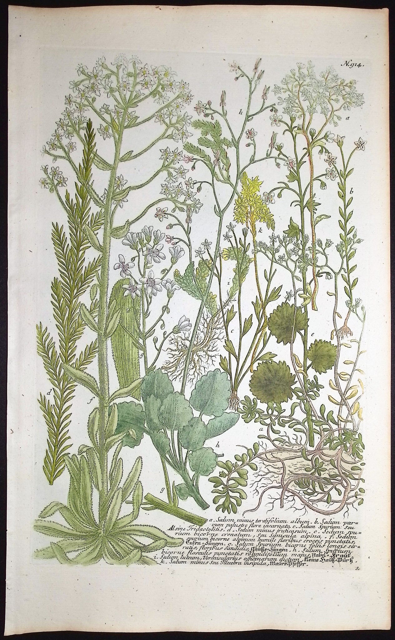 Sedum