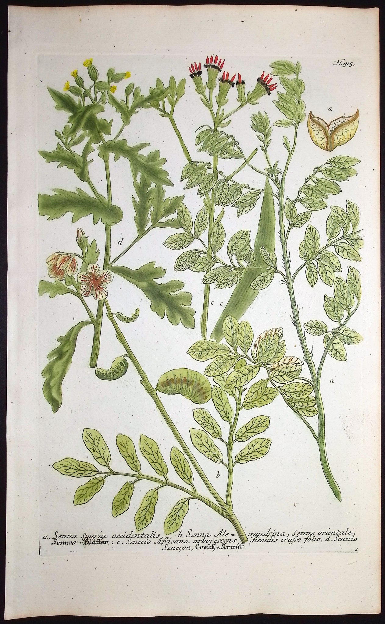 Senna, Senecio