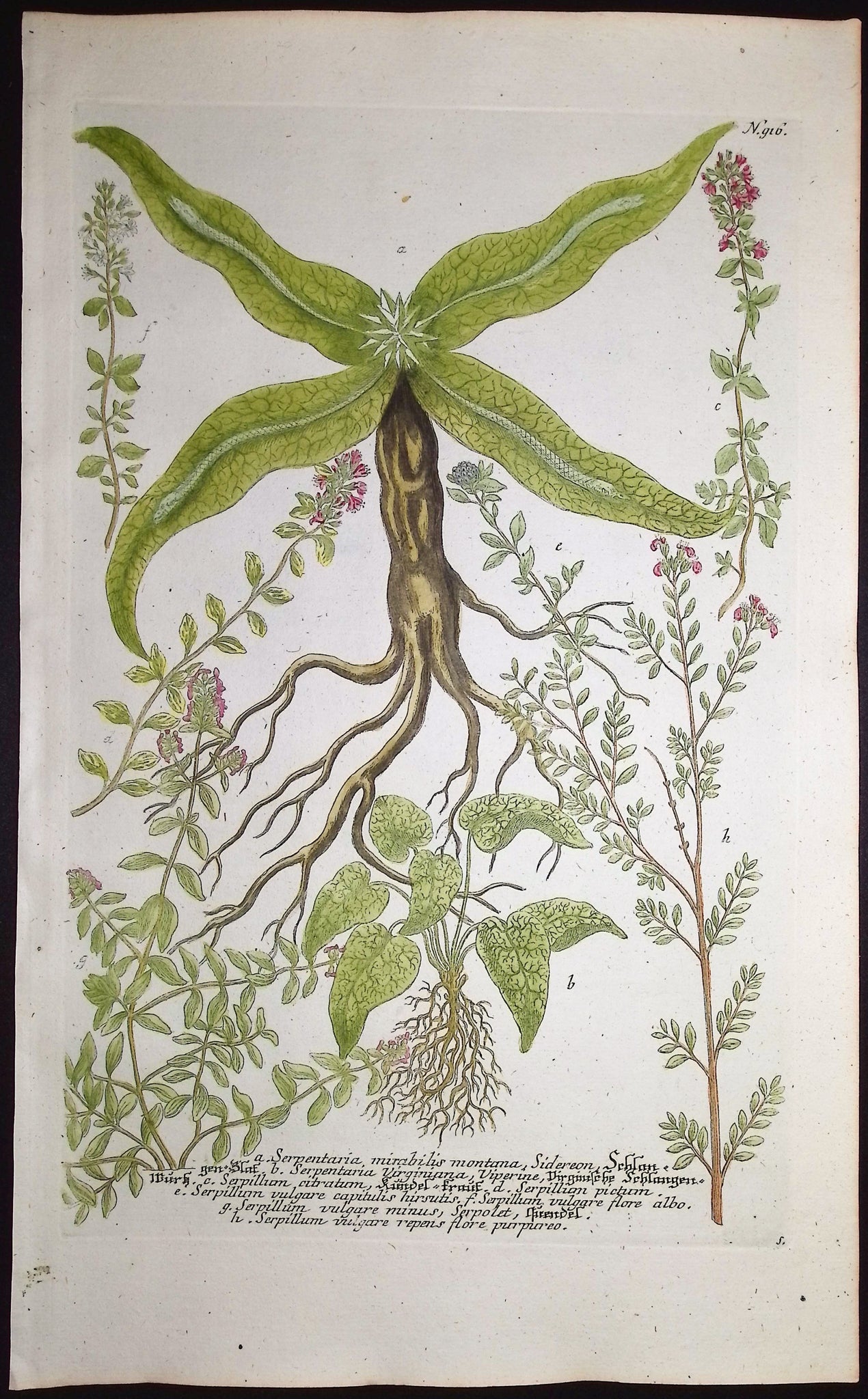Serpentaria, Serpillum