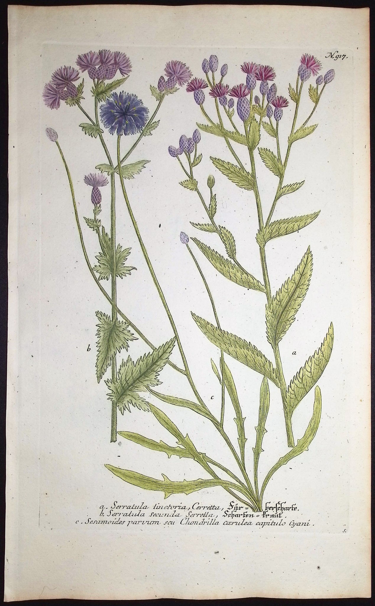 Serratula, Sesamoides