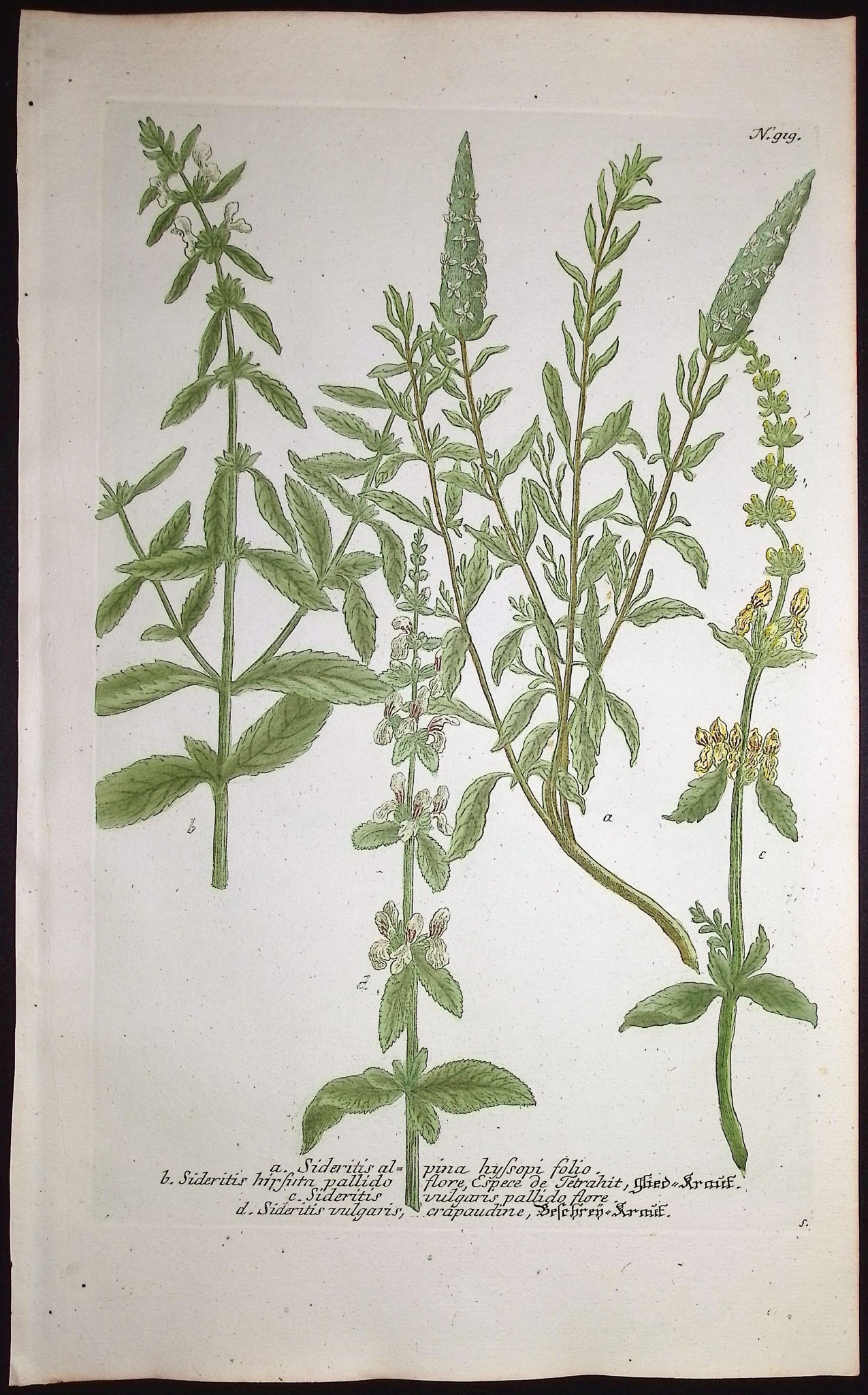Sideritis