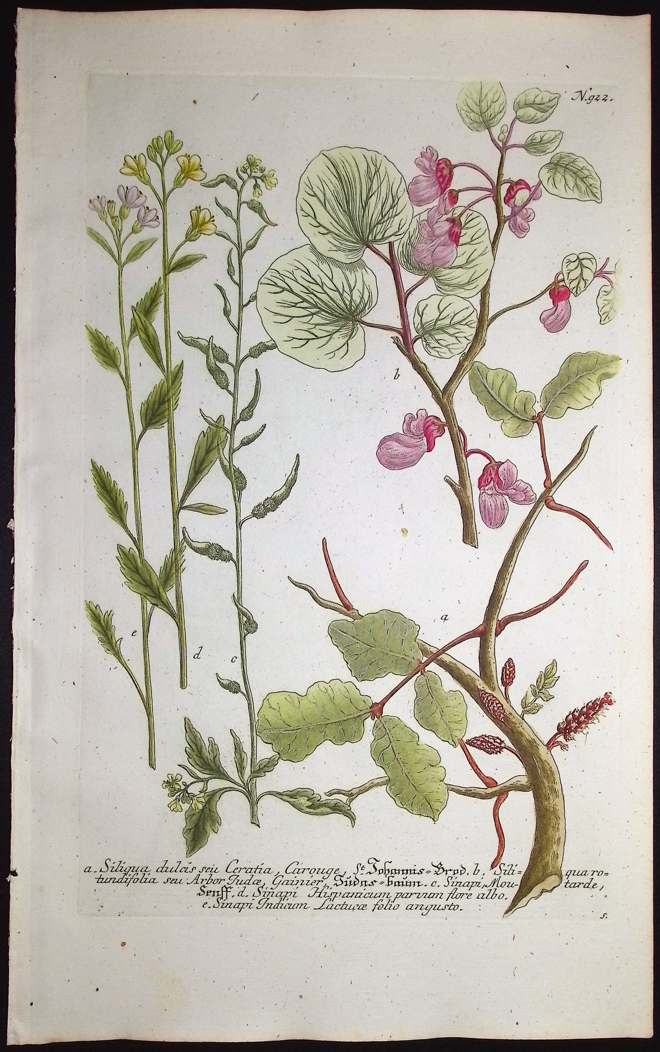 Siliqua, Sinapi