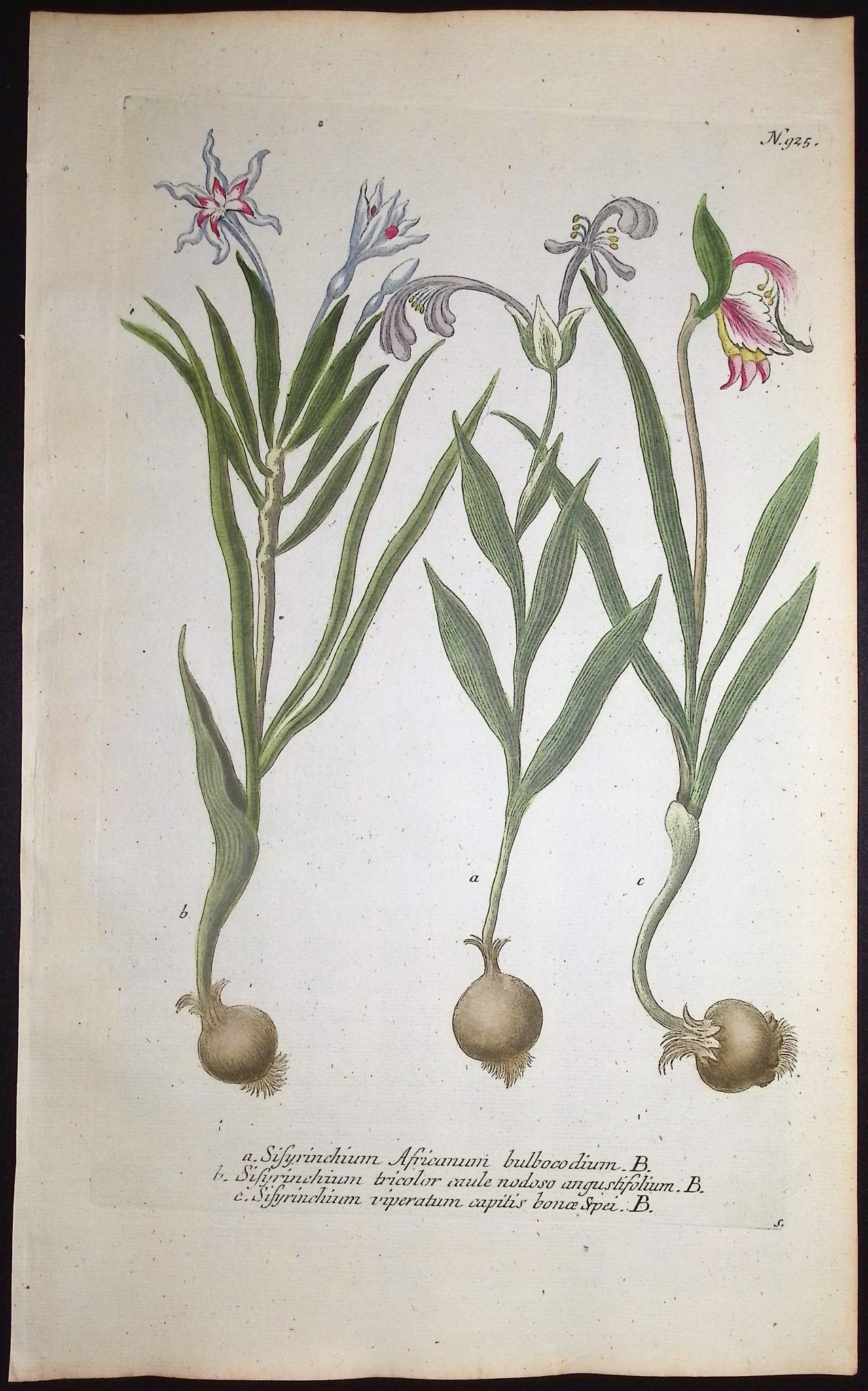 Sisyrinchium
