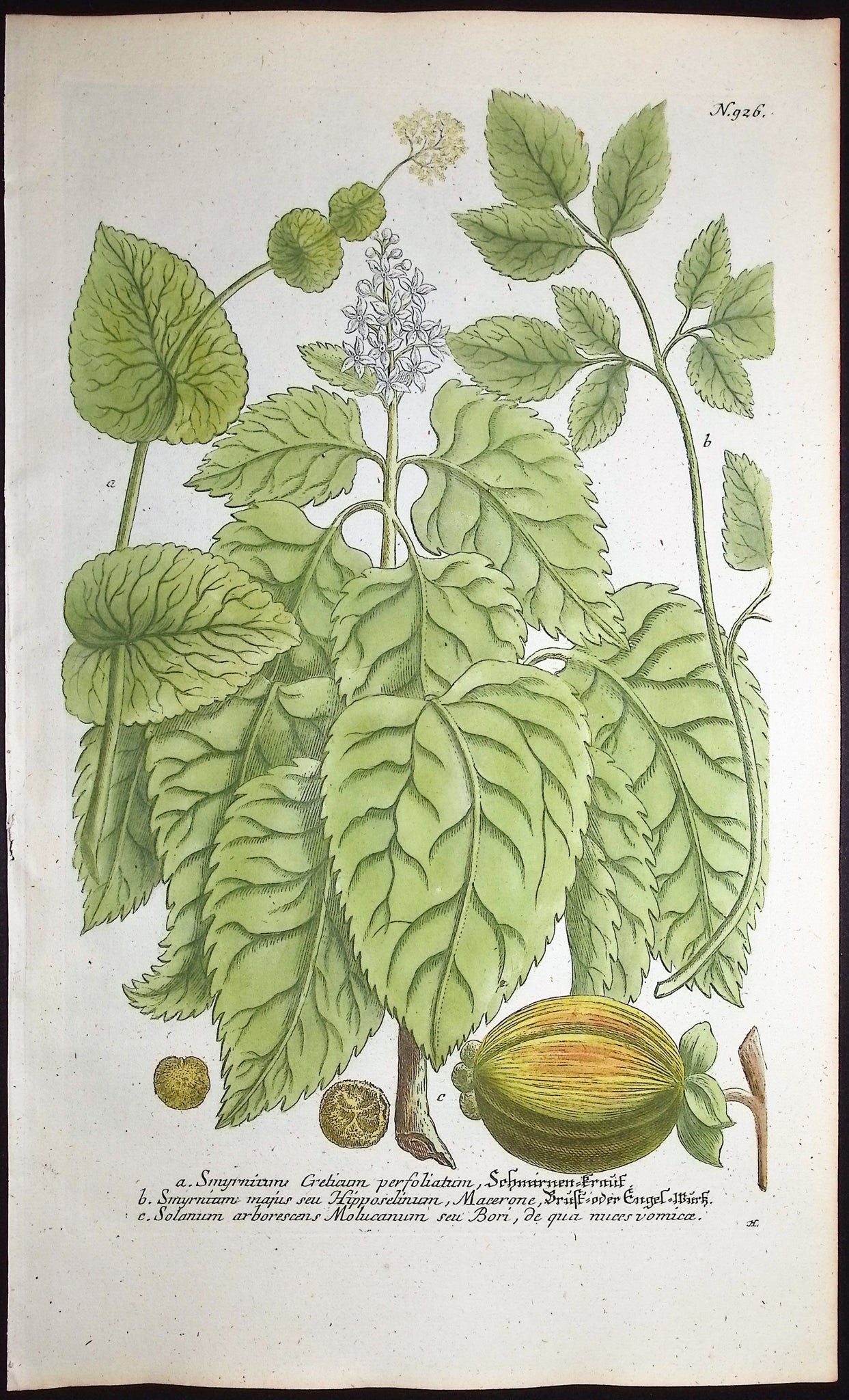 Smyrnium, Solanum