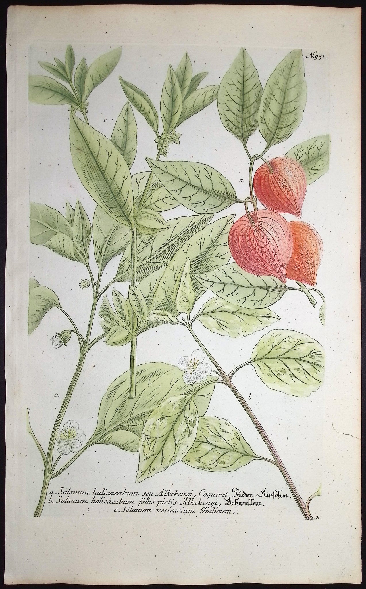 Tomatoes and Peppers