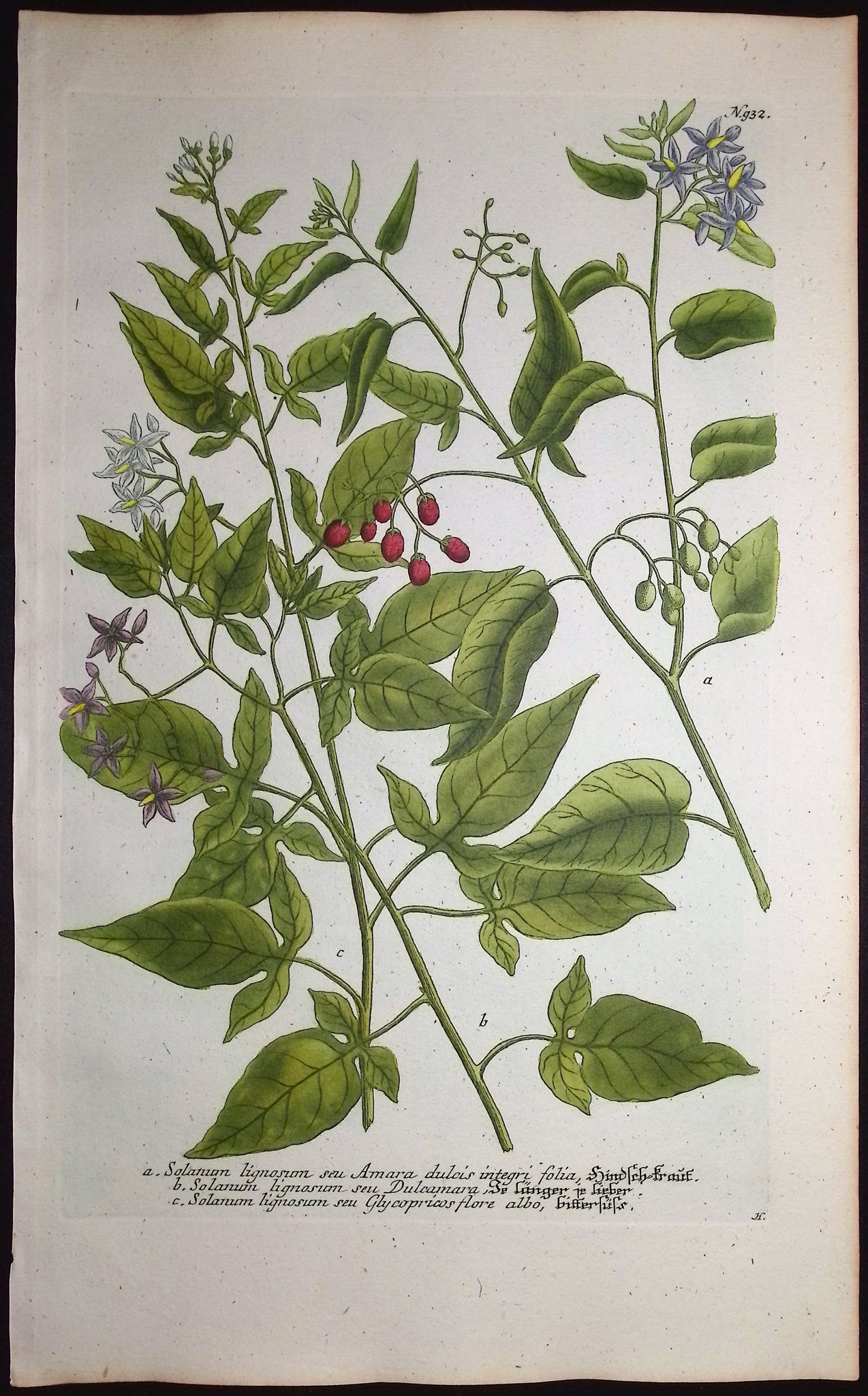 Nightshade