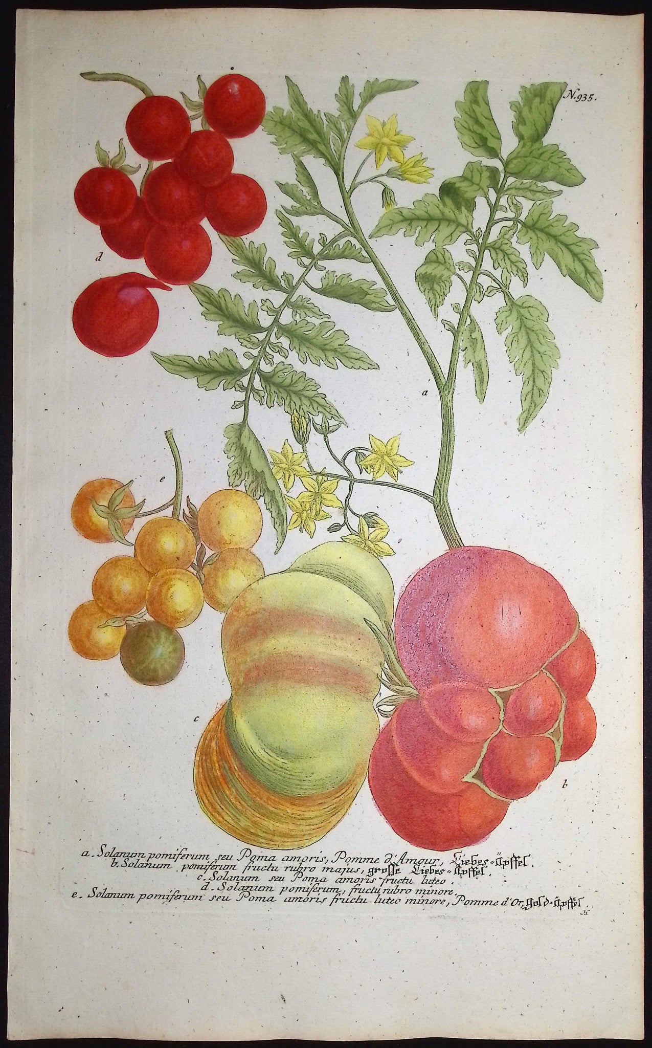 Tomatoes