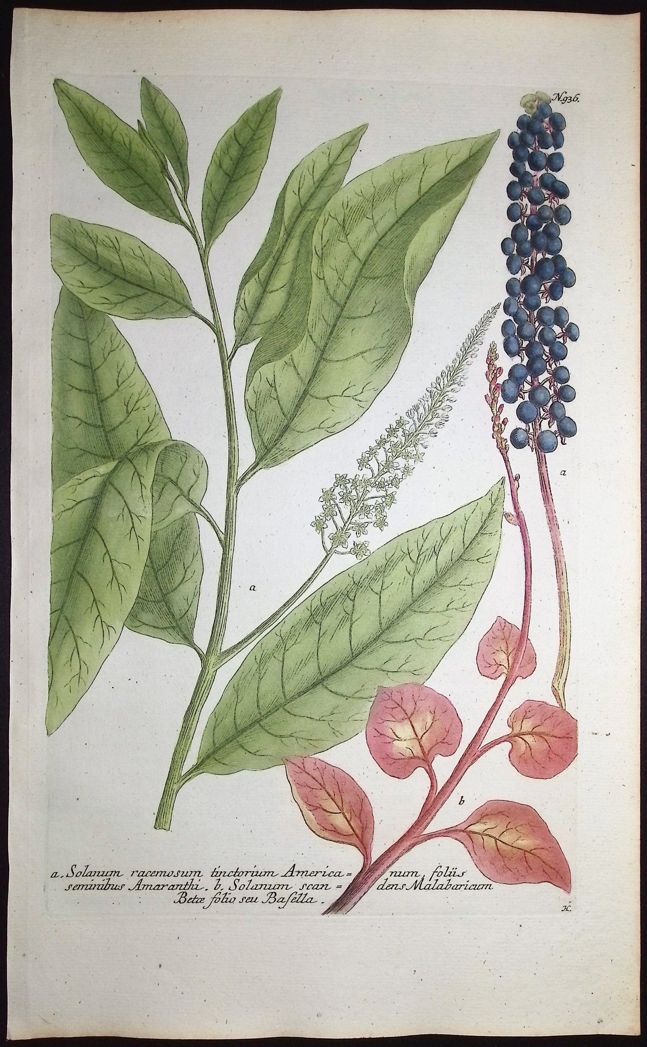 Solanum racemosum