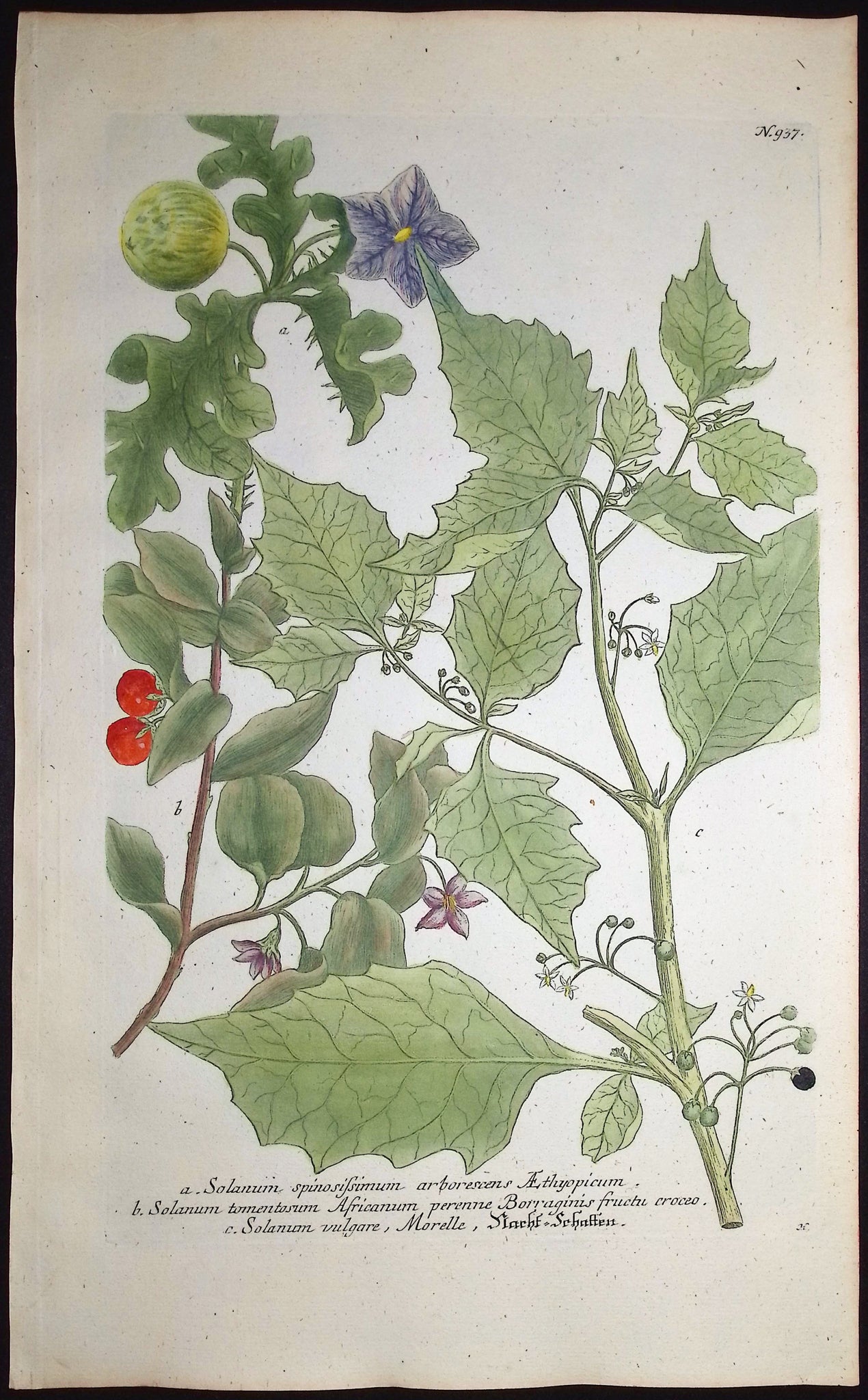 Nightshade