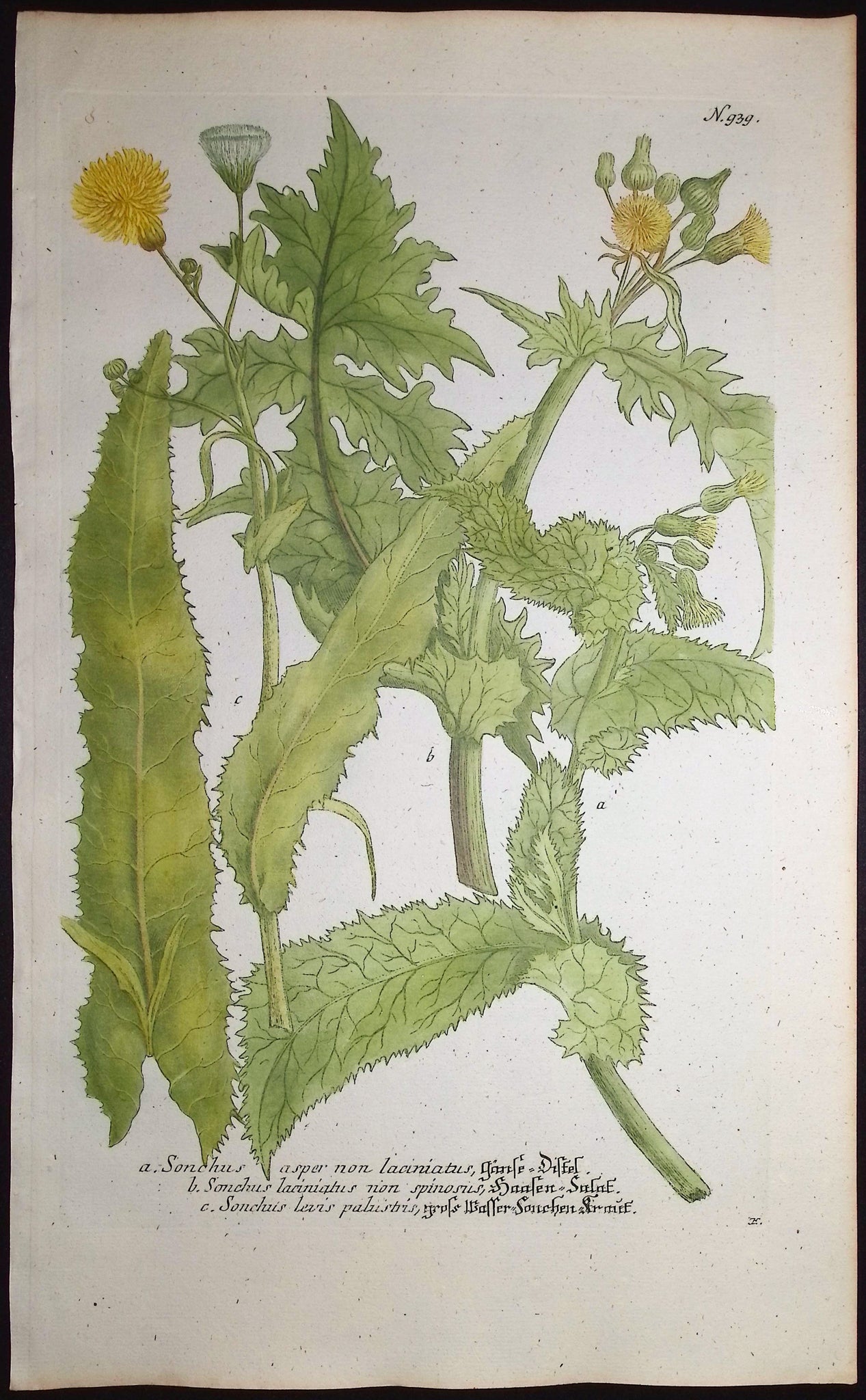 Sonchus