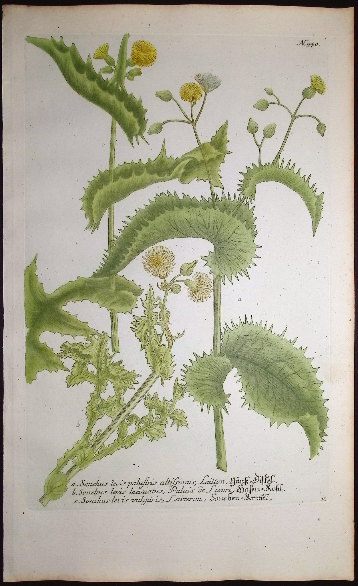 Sonchus