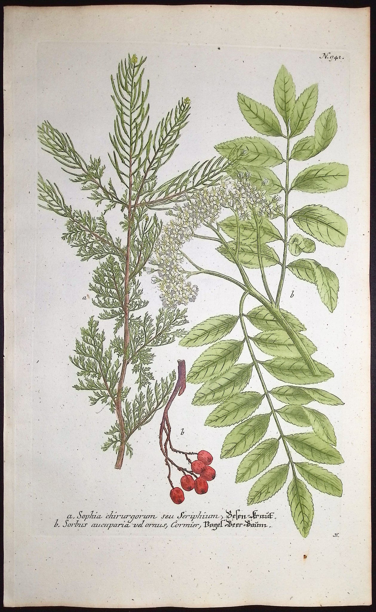 Sophia, Sorbus