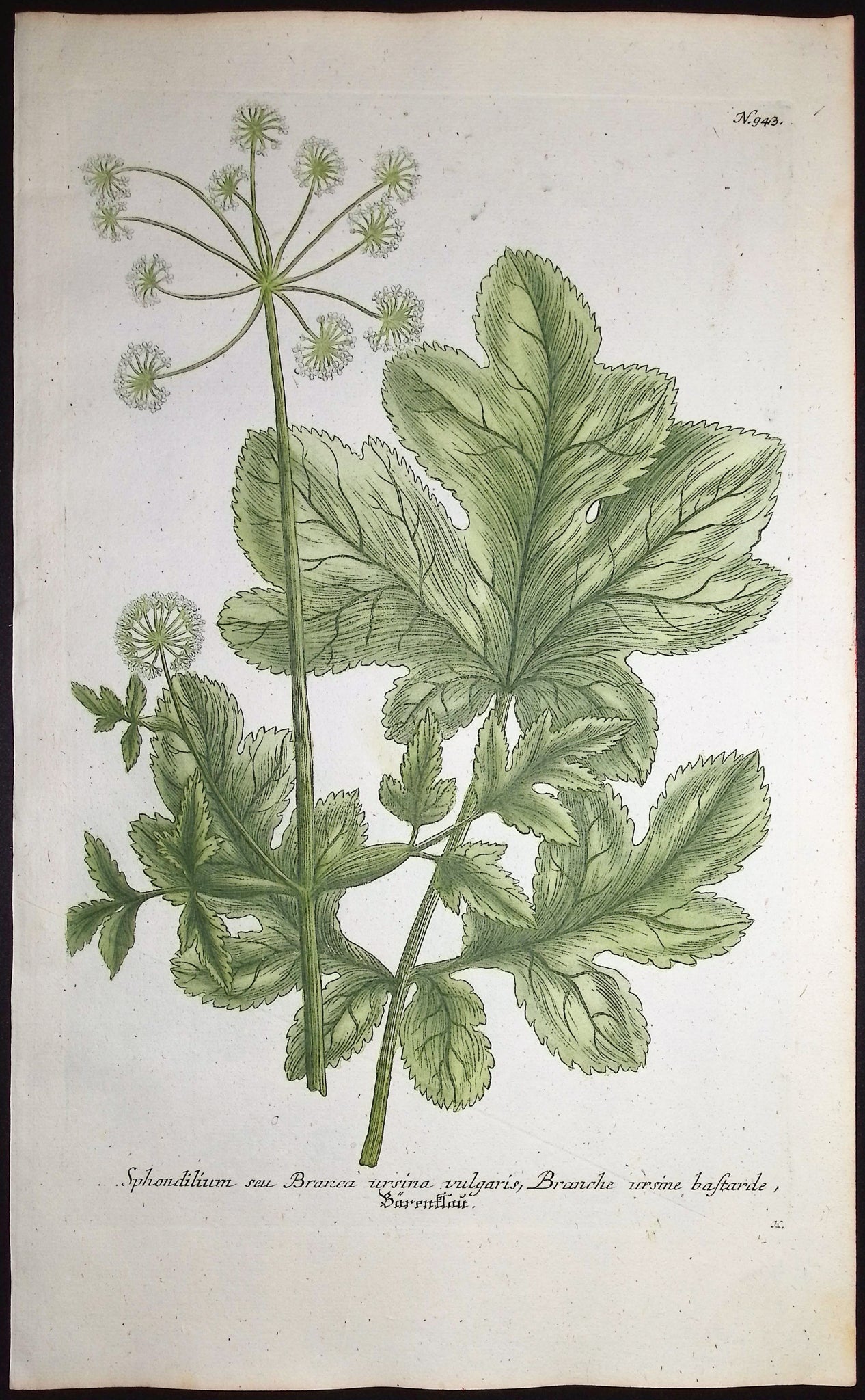 Sphondilium