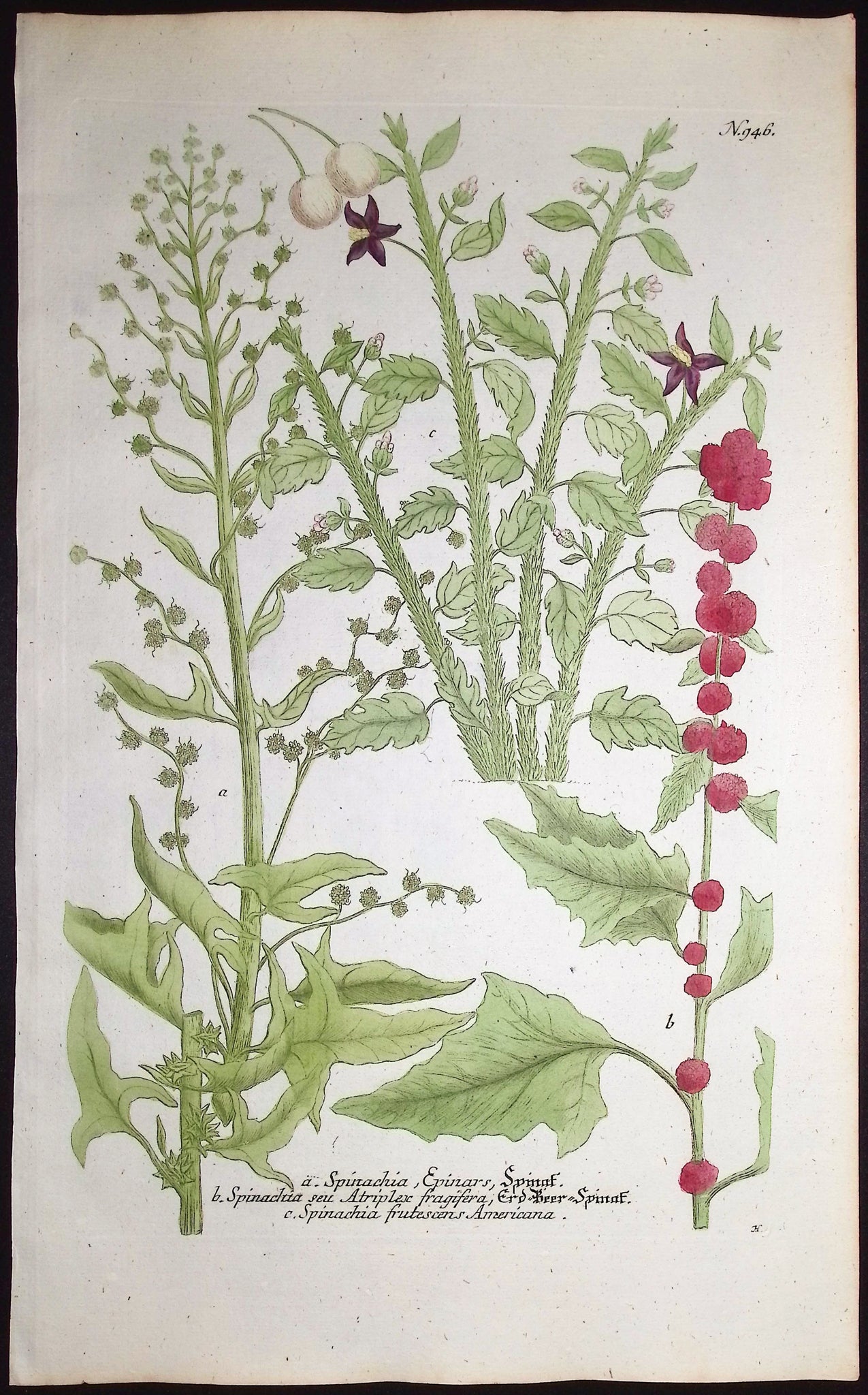 Spinach