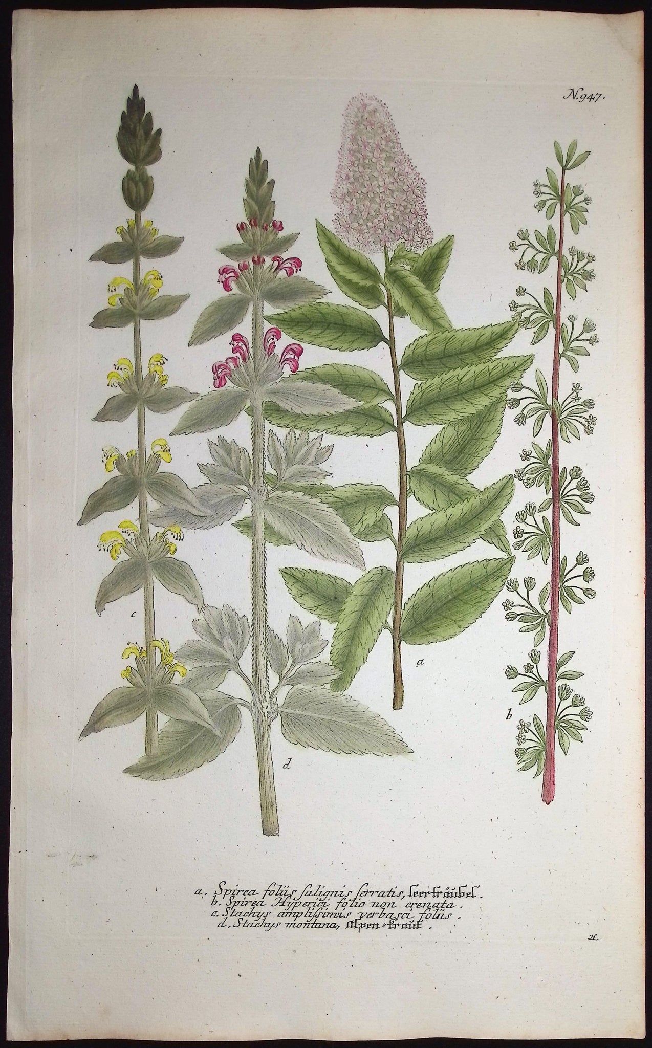 Spirea, Stachys