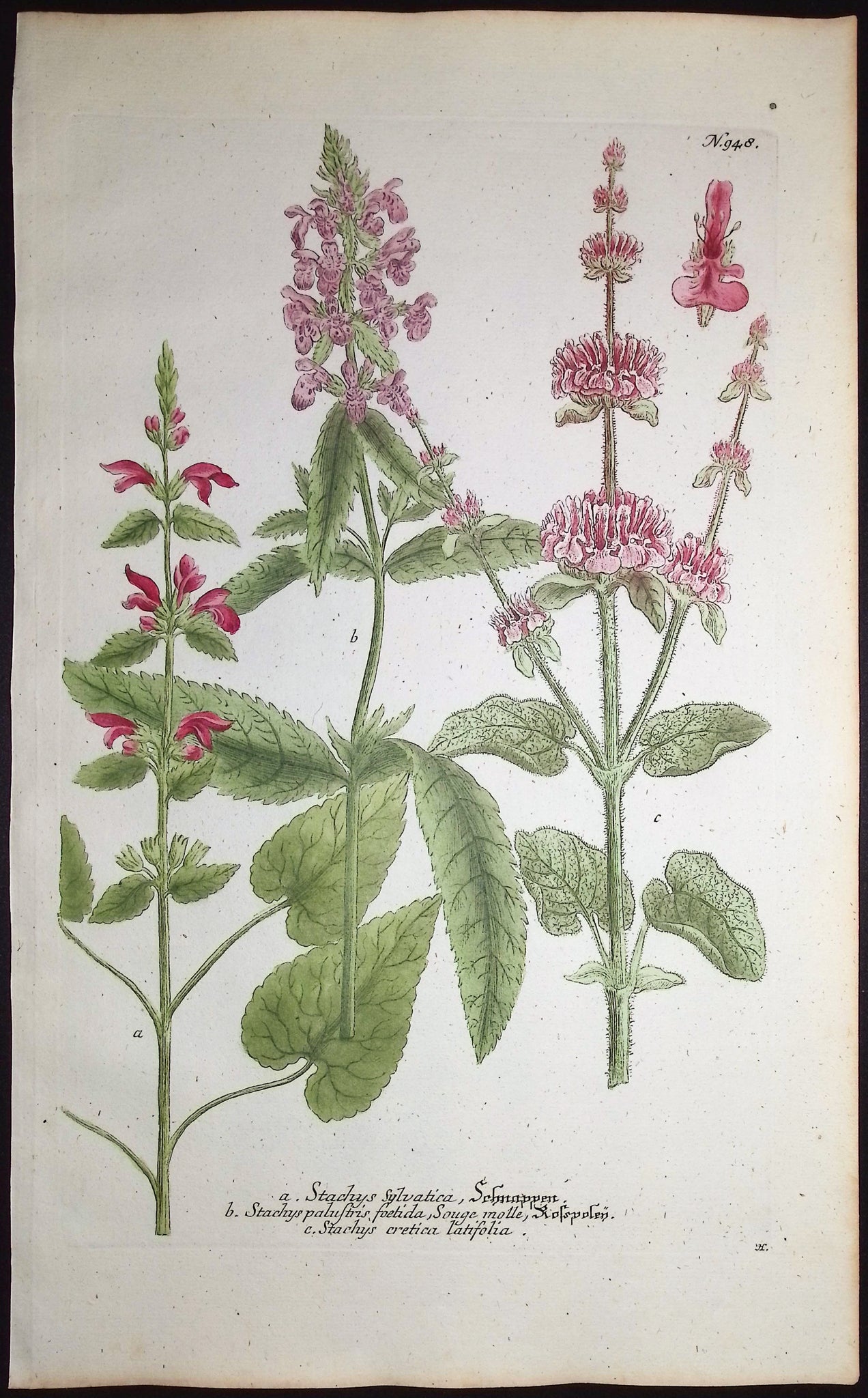 Stachys