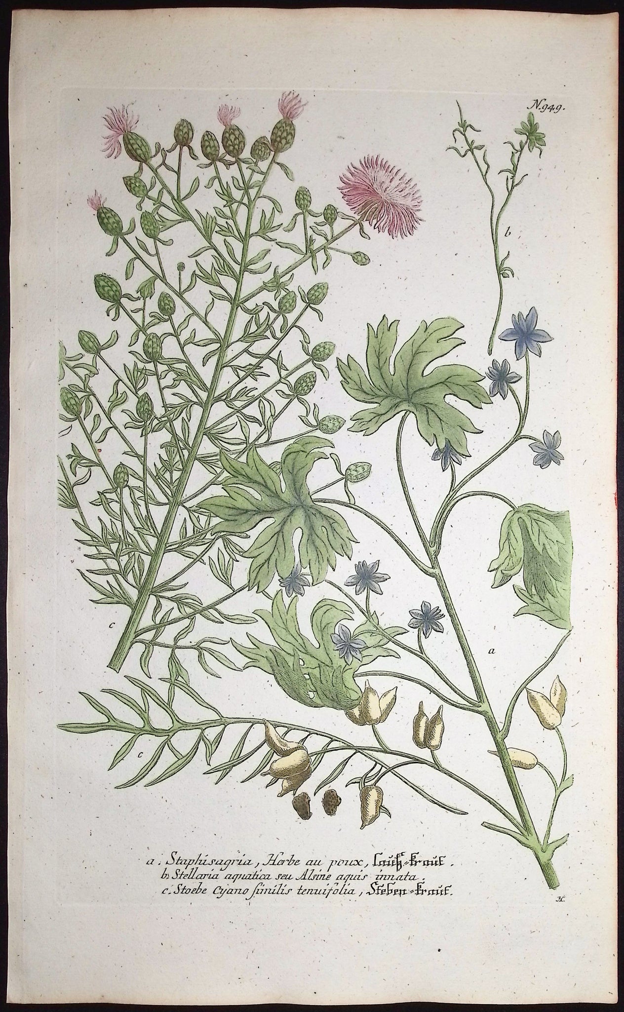 Staphisagria, Stellaria, Stoebe