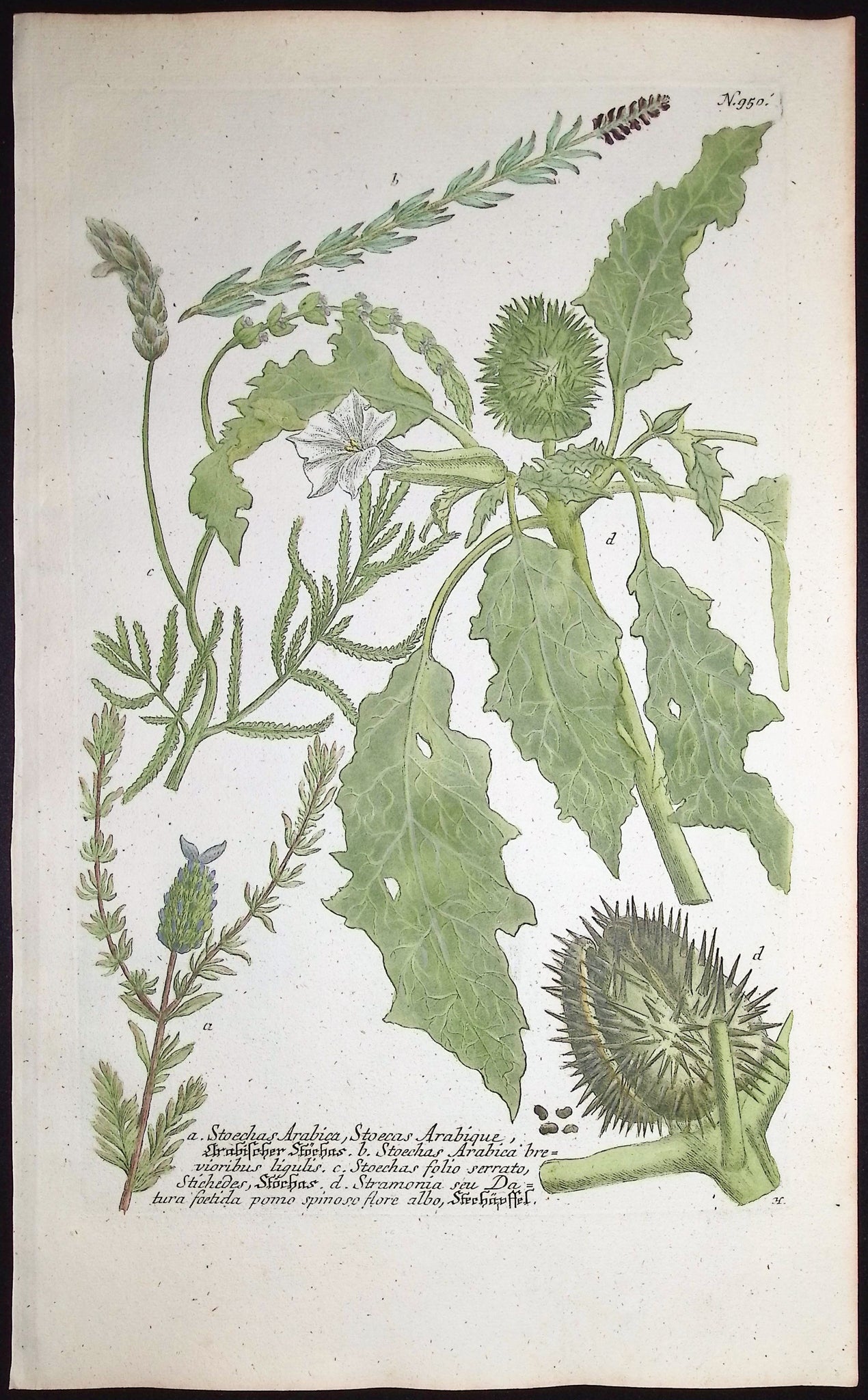 Stoechas, Stramonia