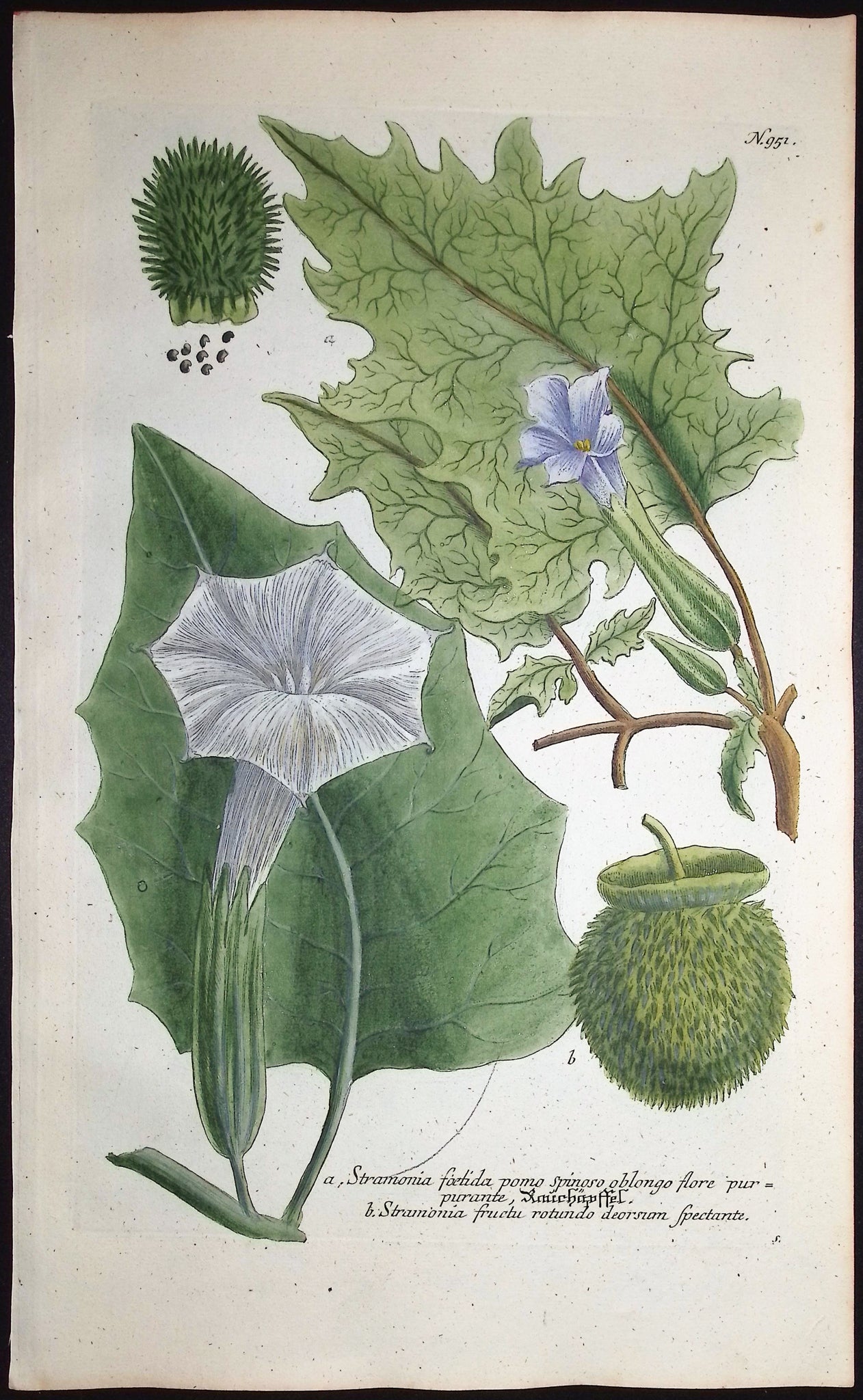 Jimsonweed