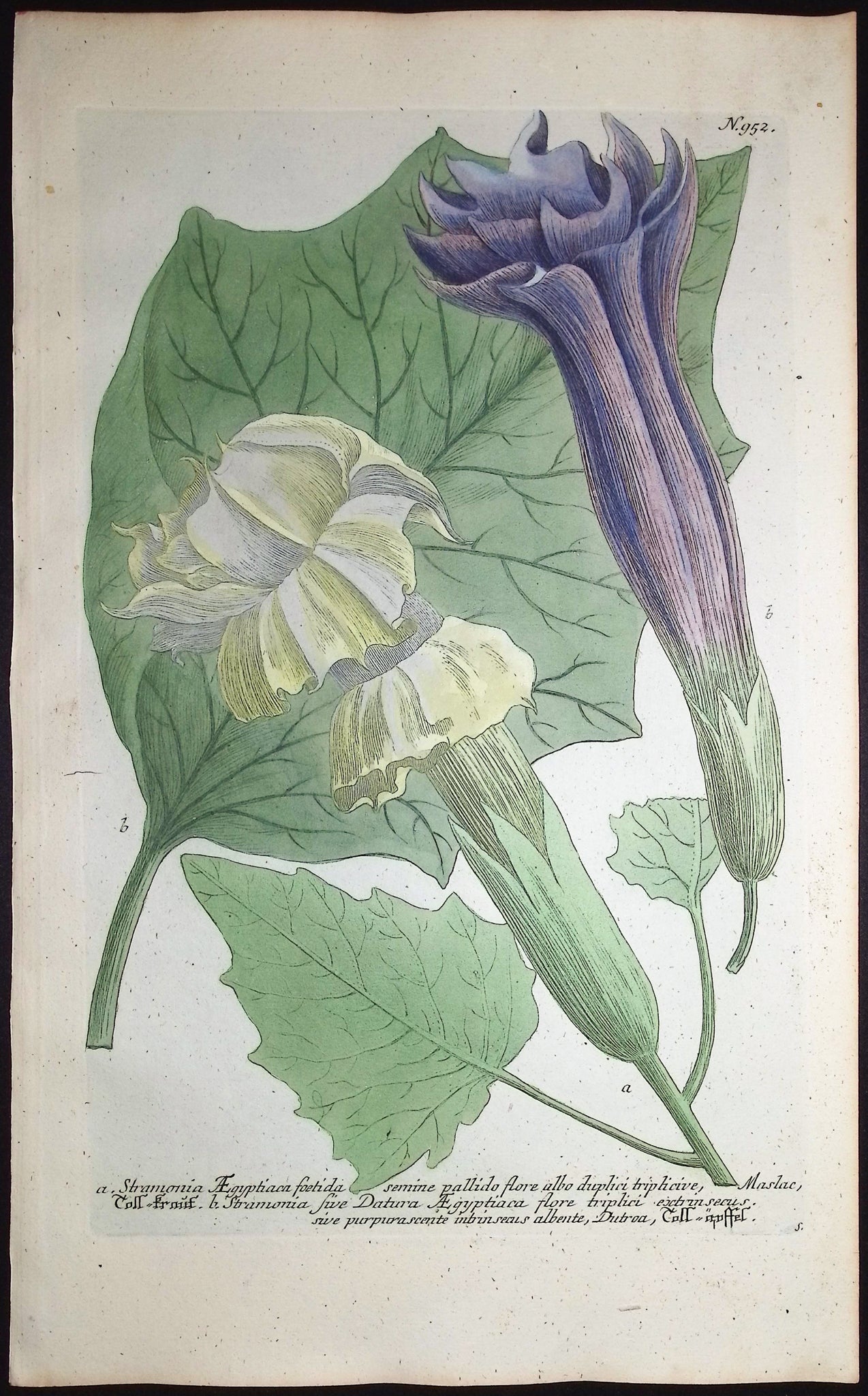 Jimsonweed