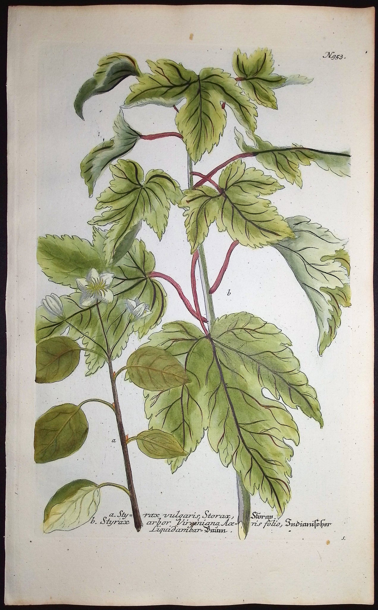 Styrax