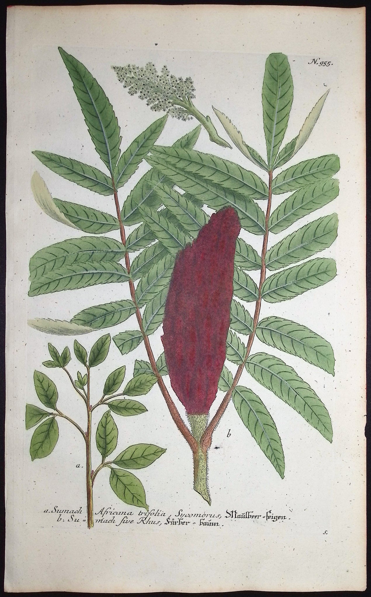 Sumac