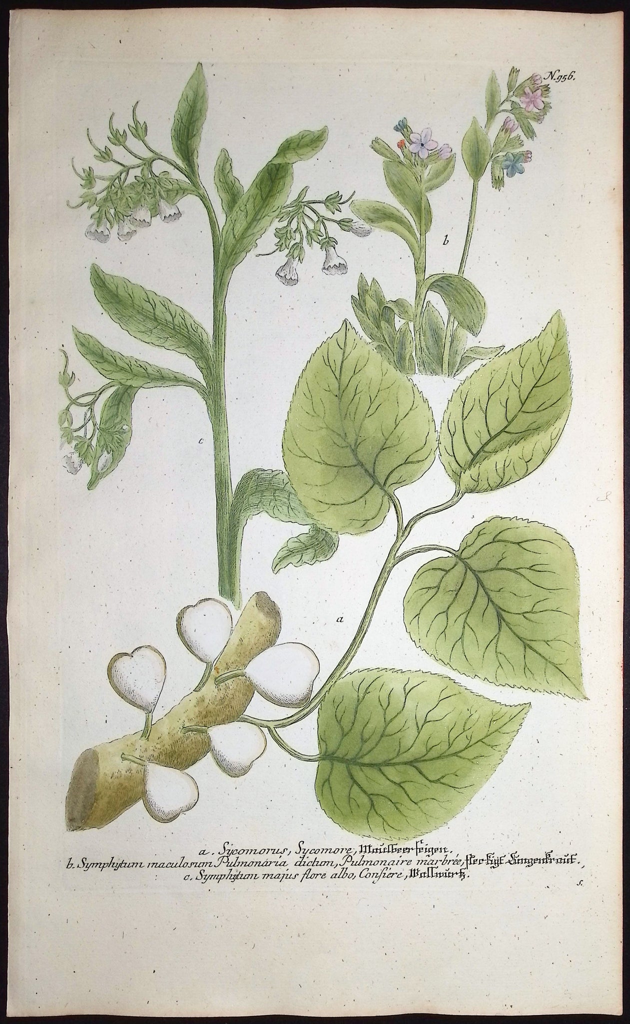 Sycomorus, Symphytum
