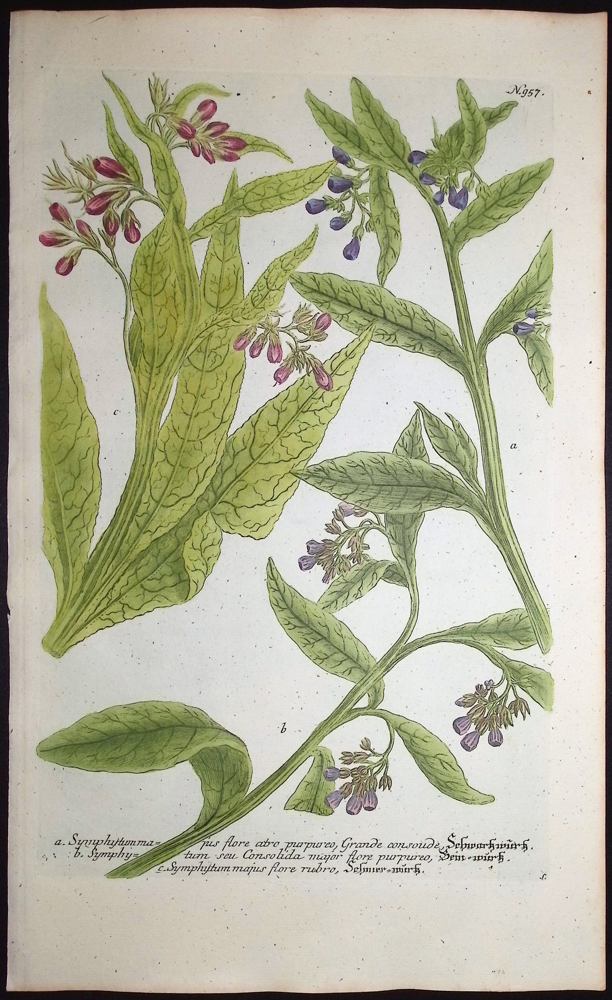 Symphytum