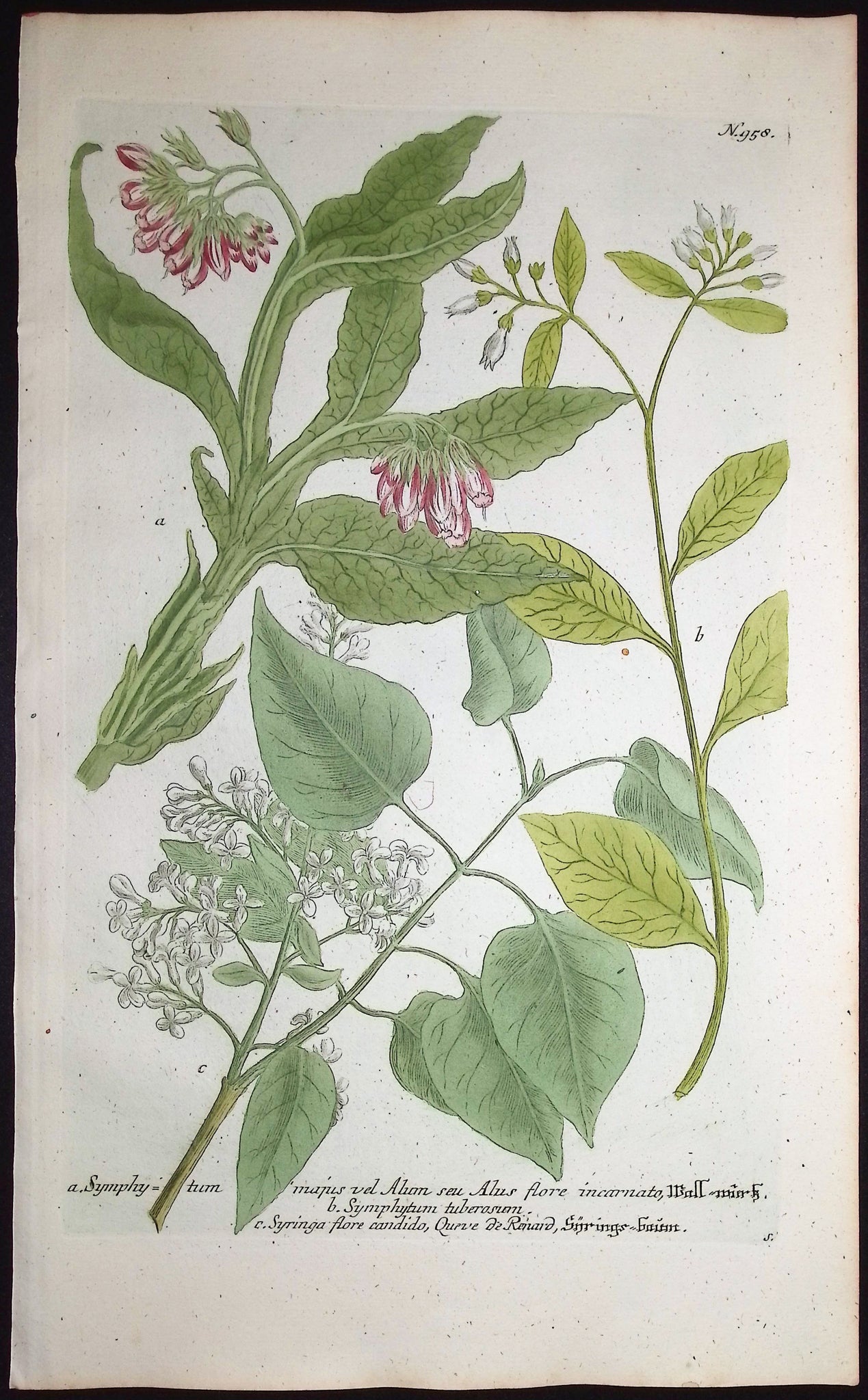 Symphytum, Syringa