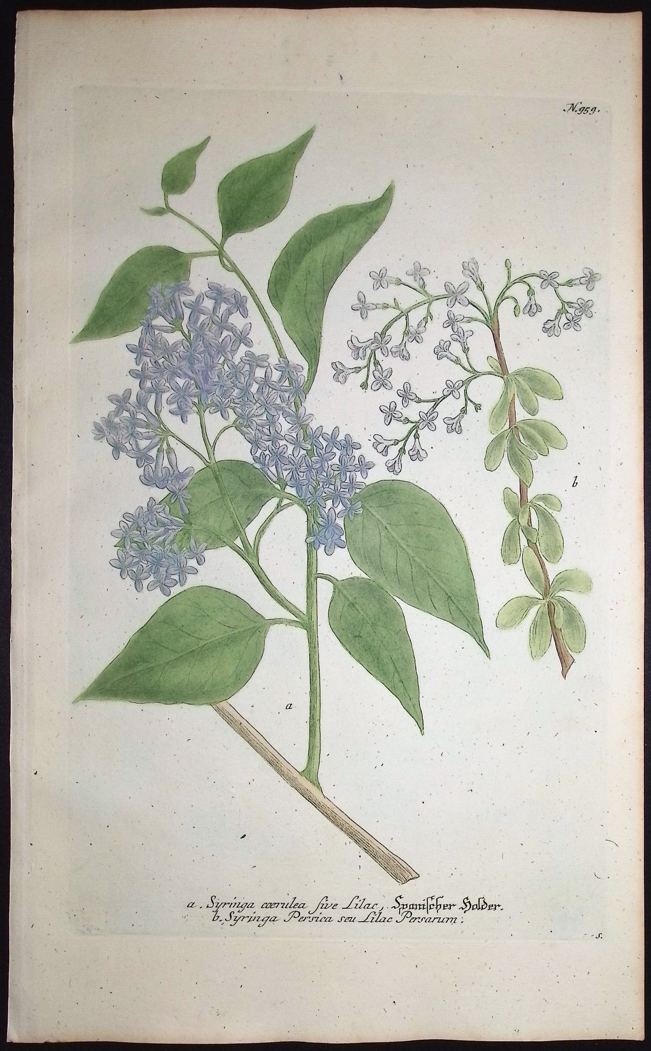 Syringa