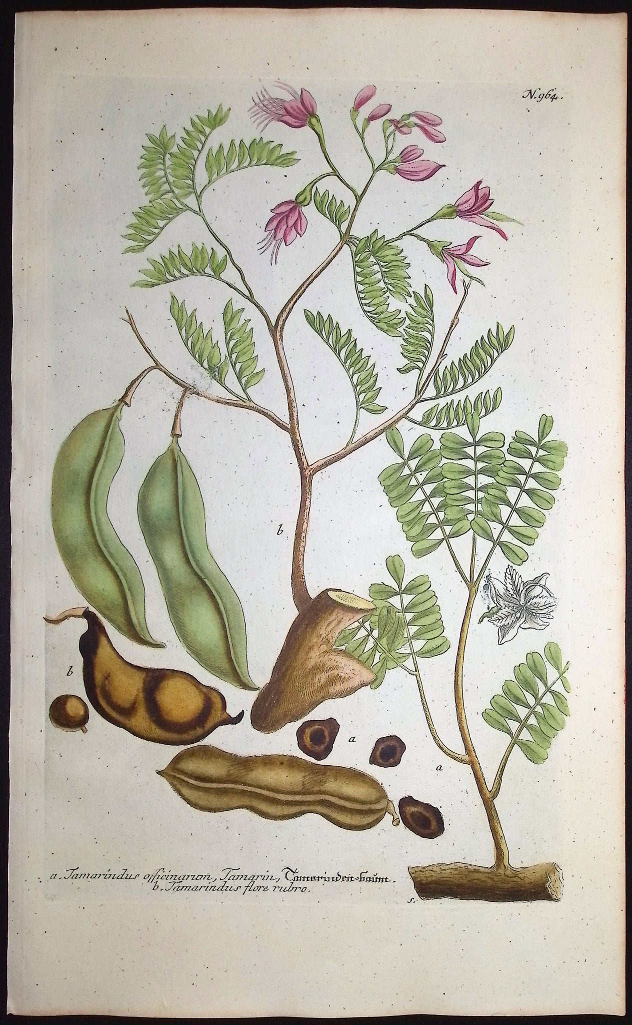 Tamarind