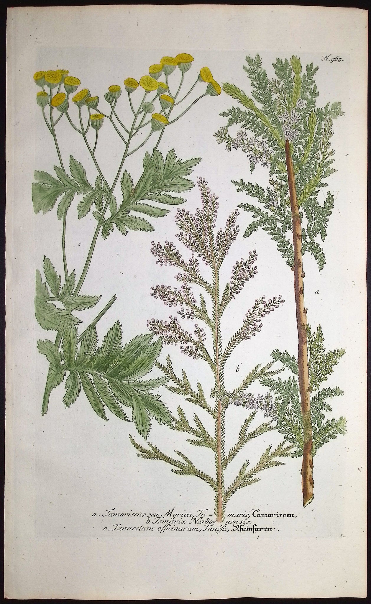 Tamariscus, Tanacetum
