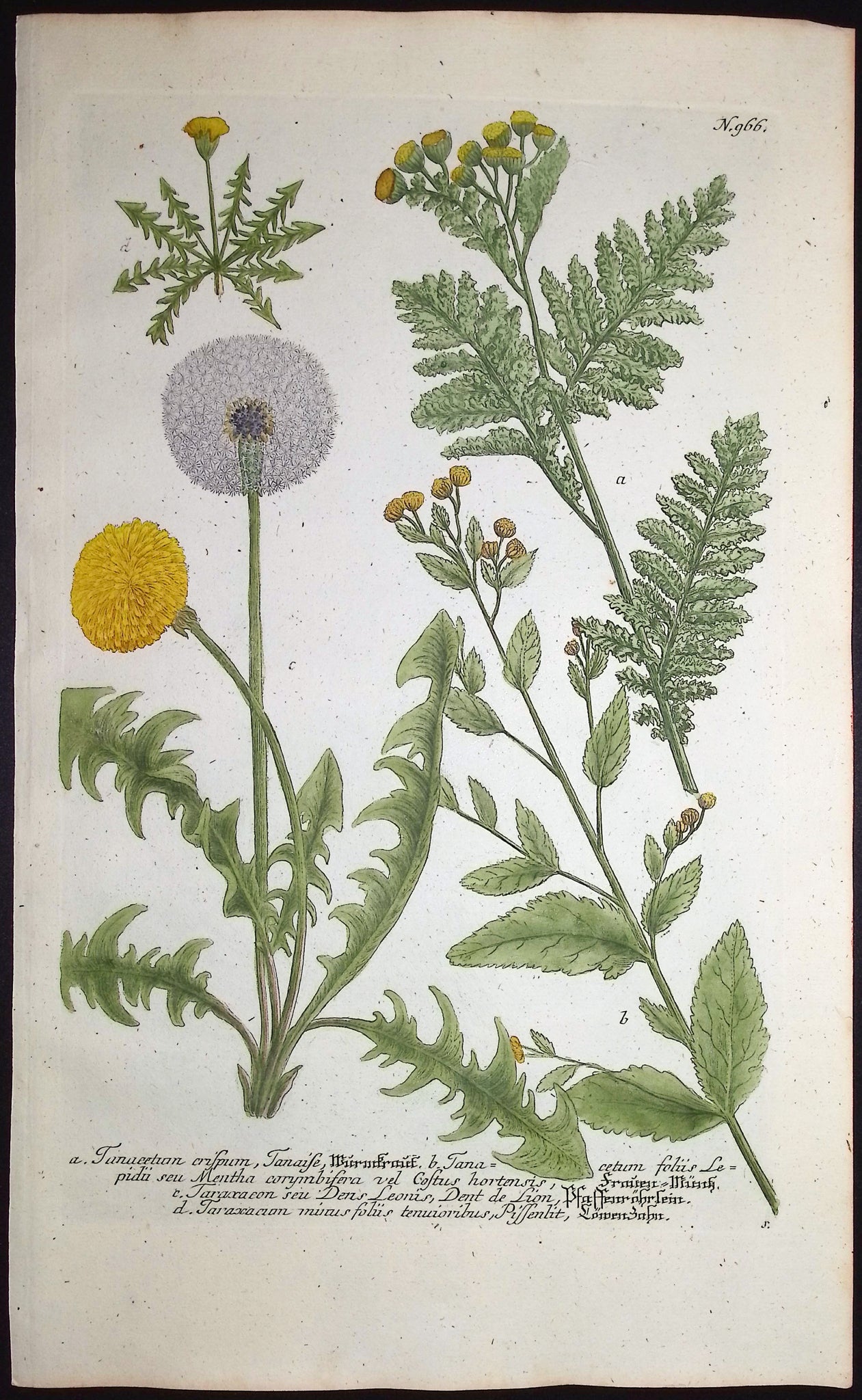 Tanacetum, Taraxacum