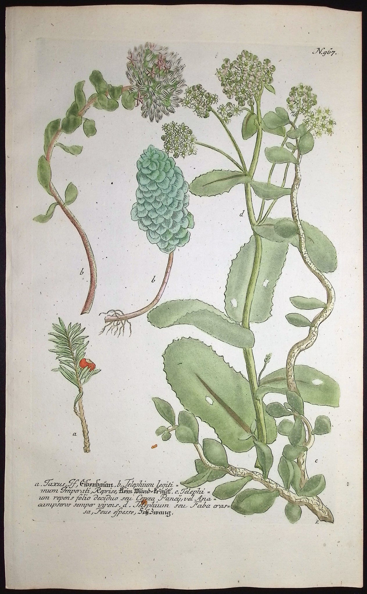 Taxus, Telephium