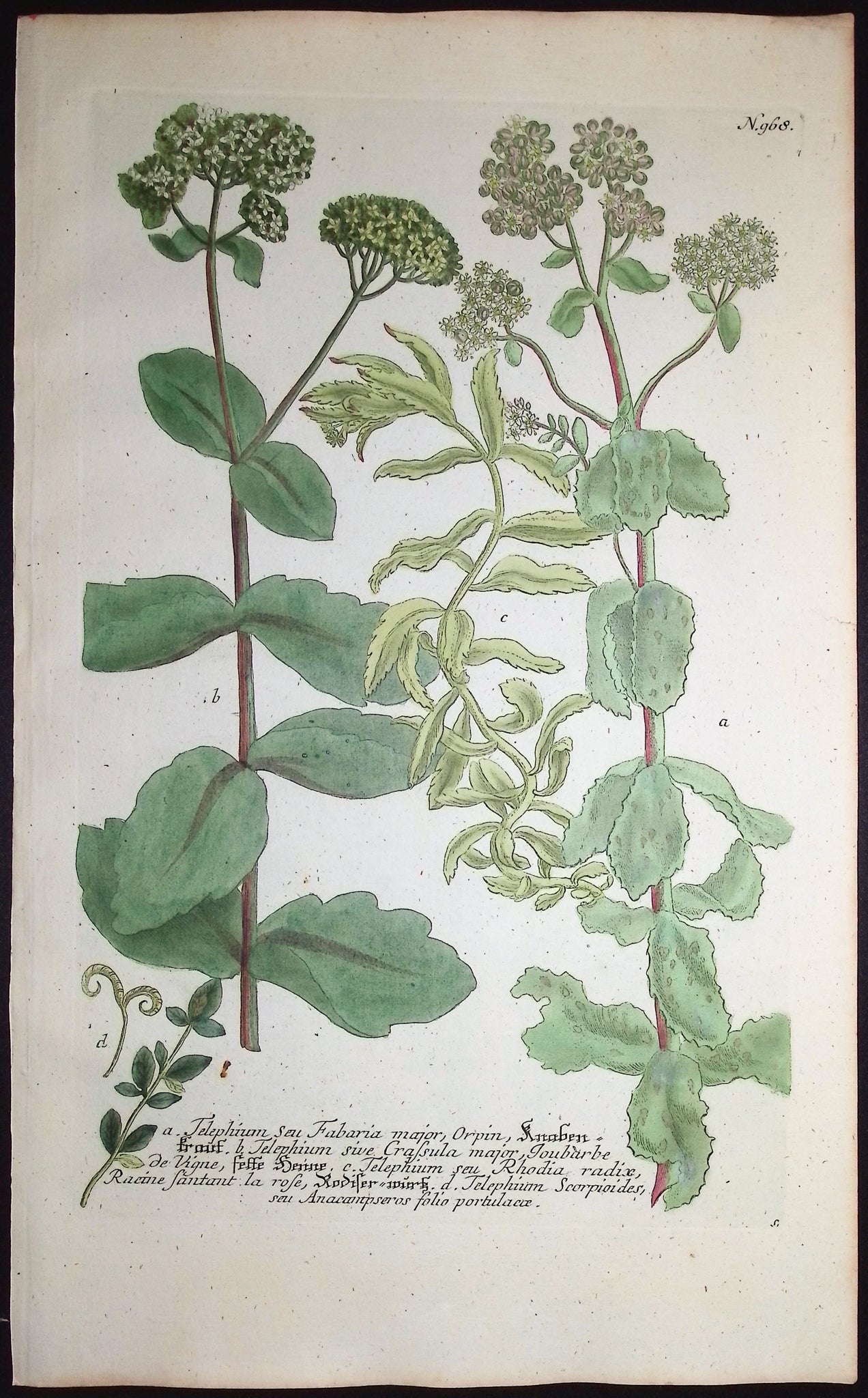 Telephium