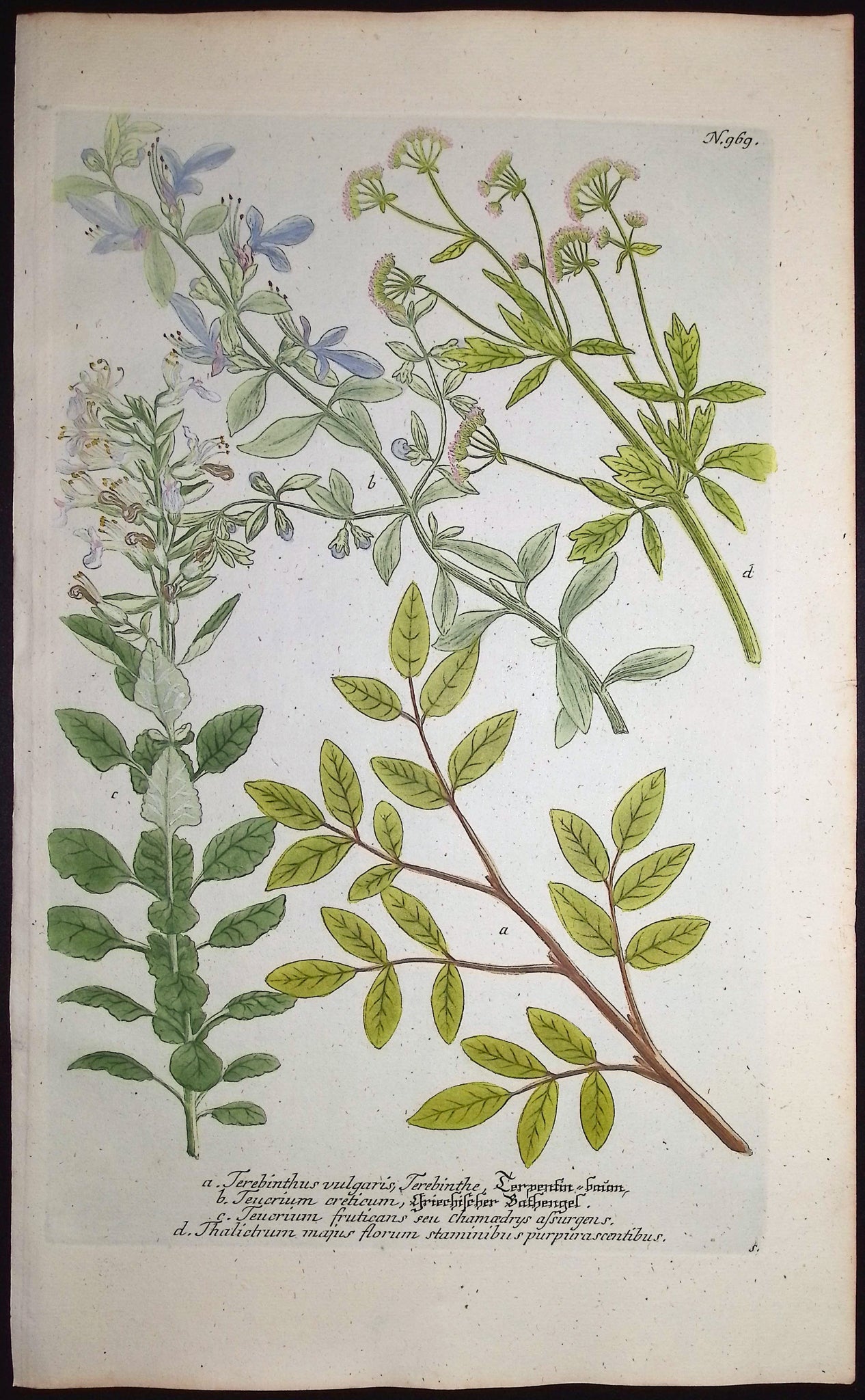 Terebinthus, Teucrium, Thalictrum