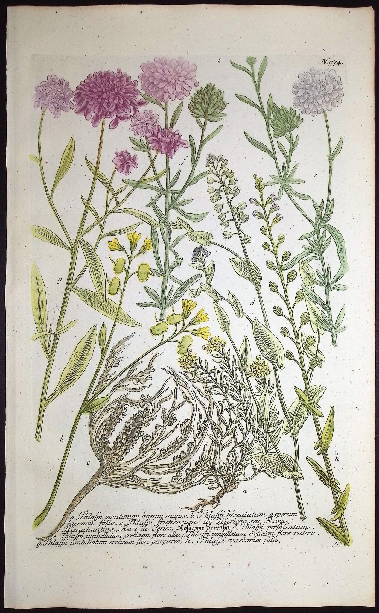 Thlaspi