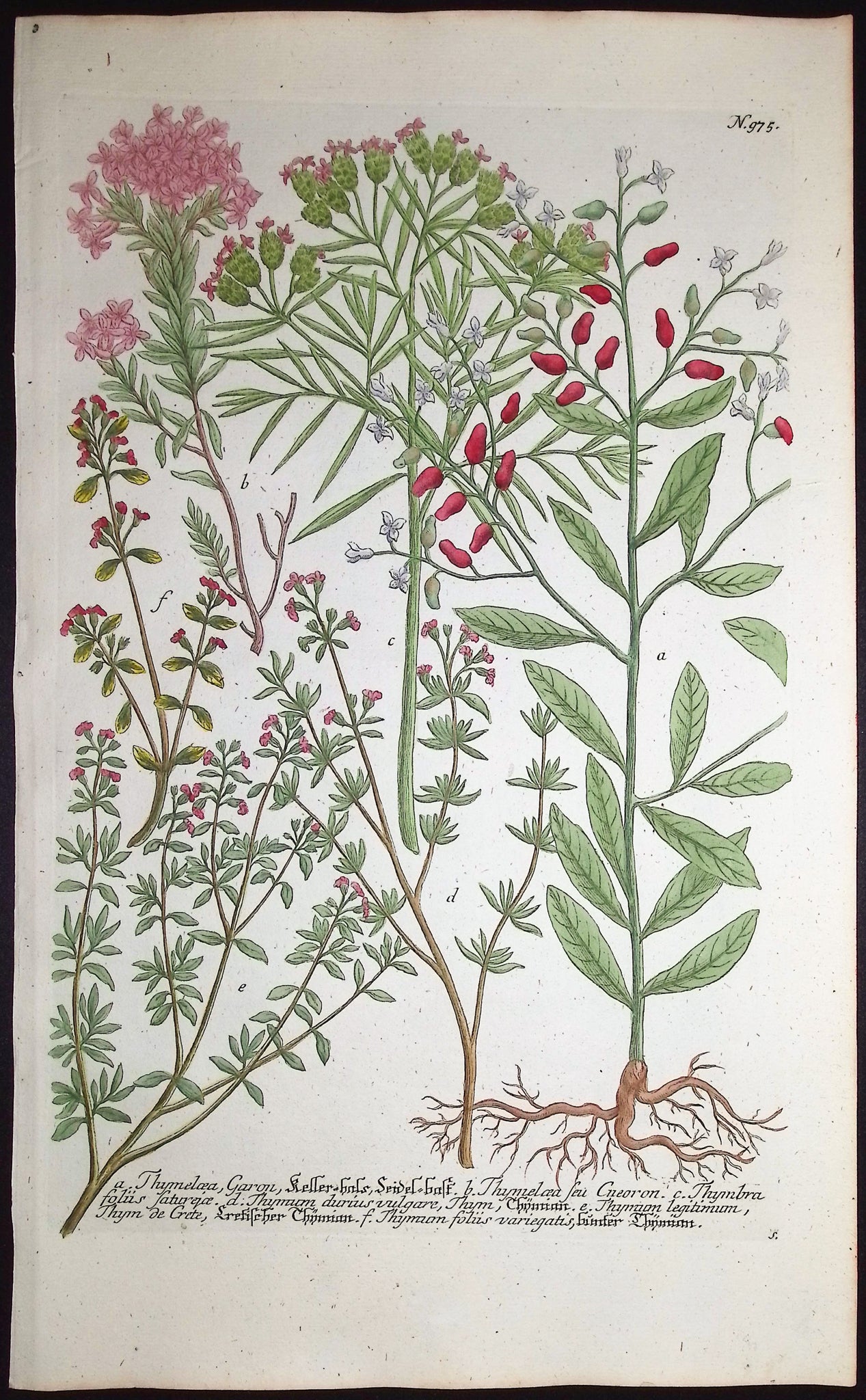 Thymelcea, Thymum