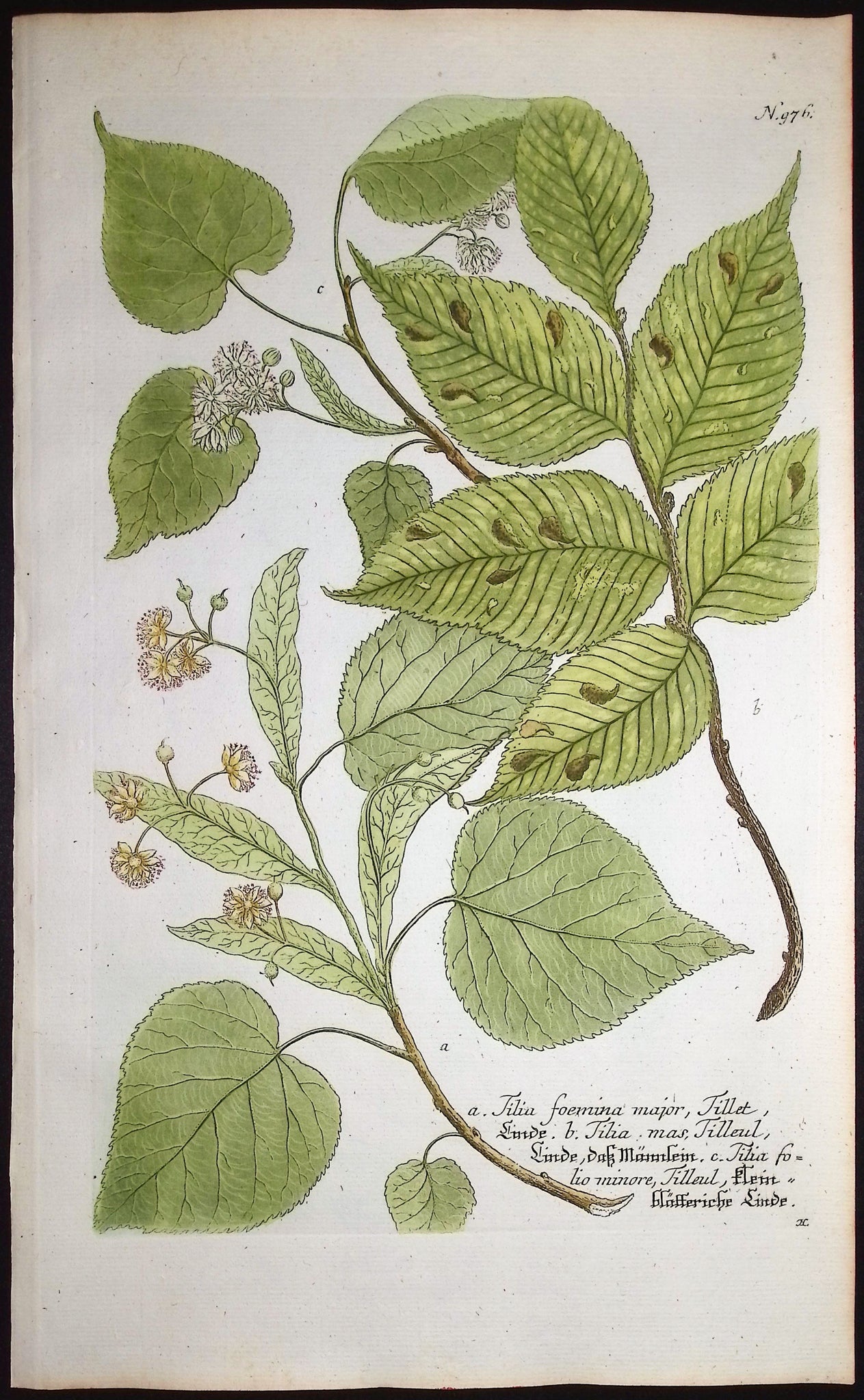 Tilia