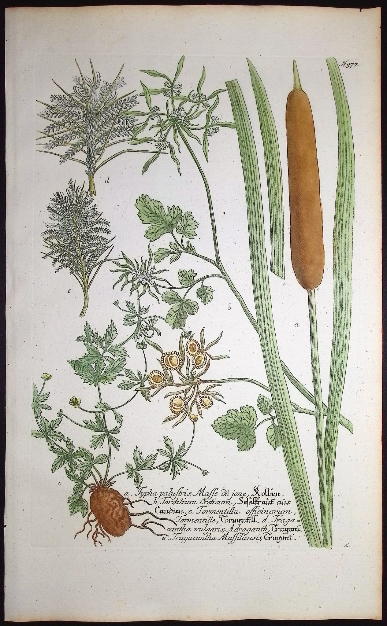 Typha, Tordilium, Tormentilla