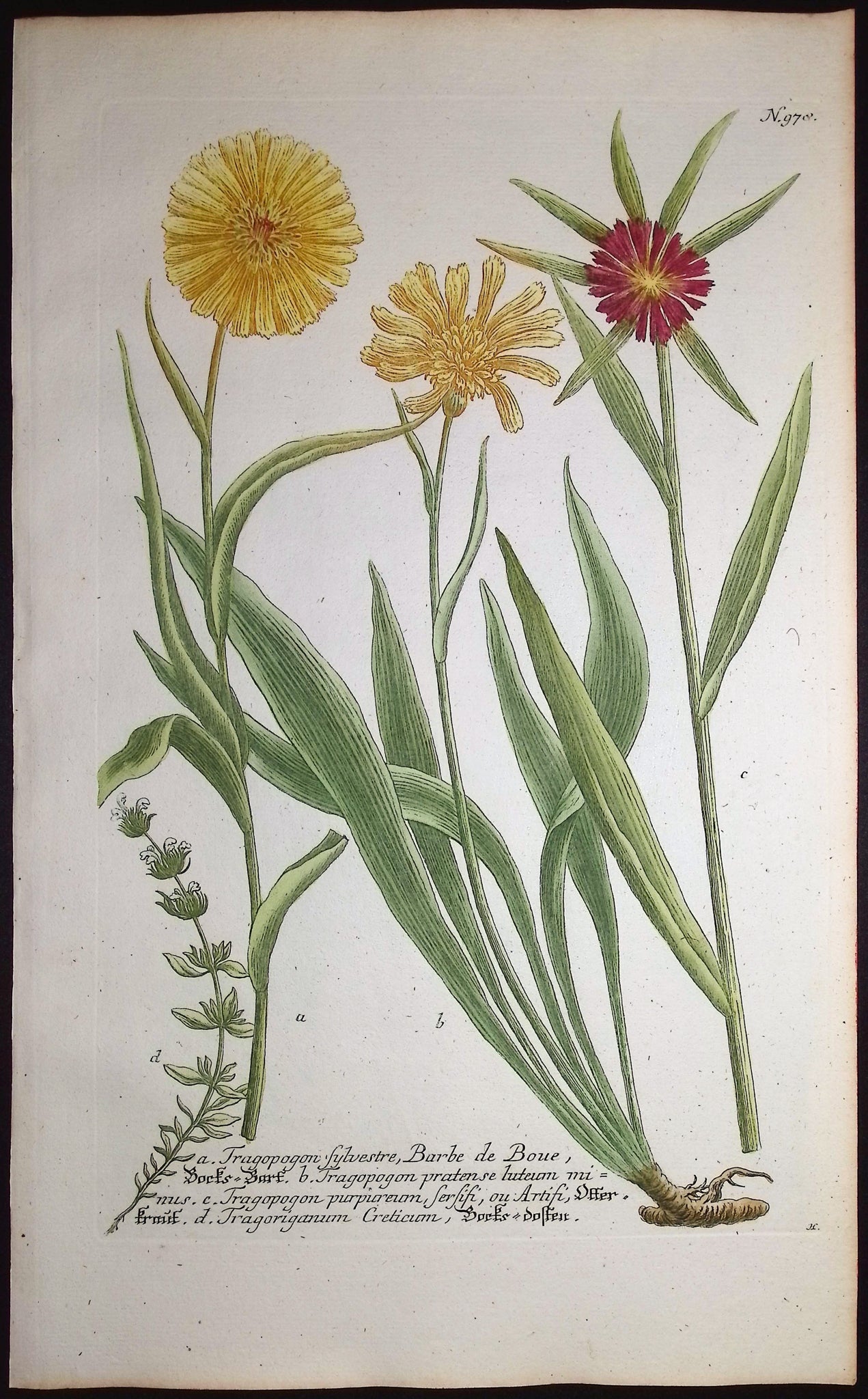Salsify